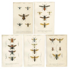 Set of 5 Antique Prints of Flies and Hymenoptera Insects