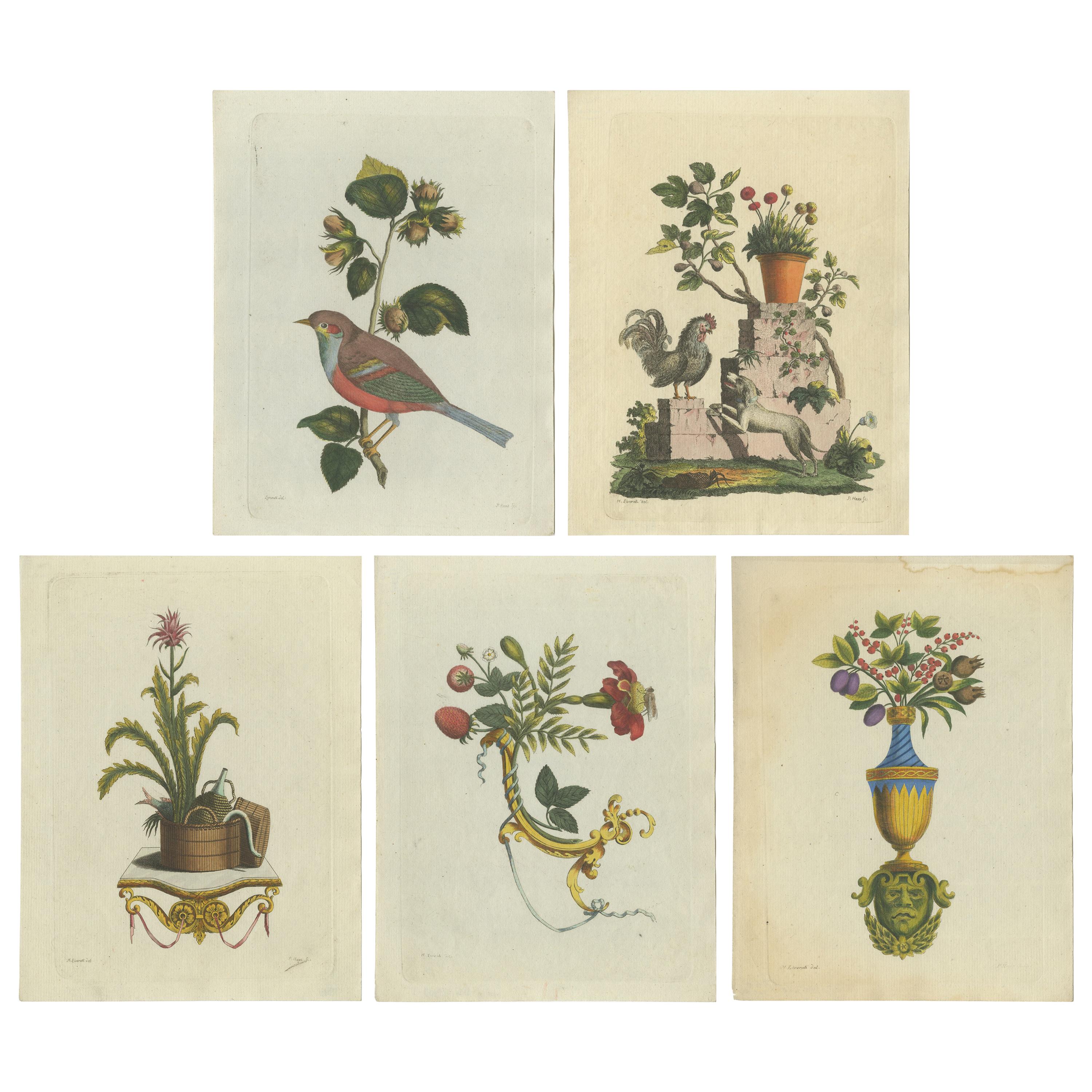 Set of 5 Antique Prints of Various Animals and Ornaments by Haas 'c.1800'