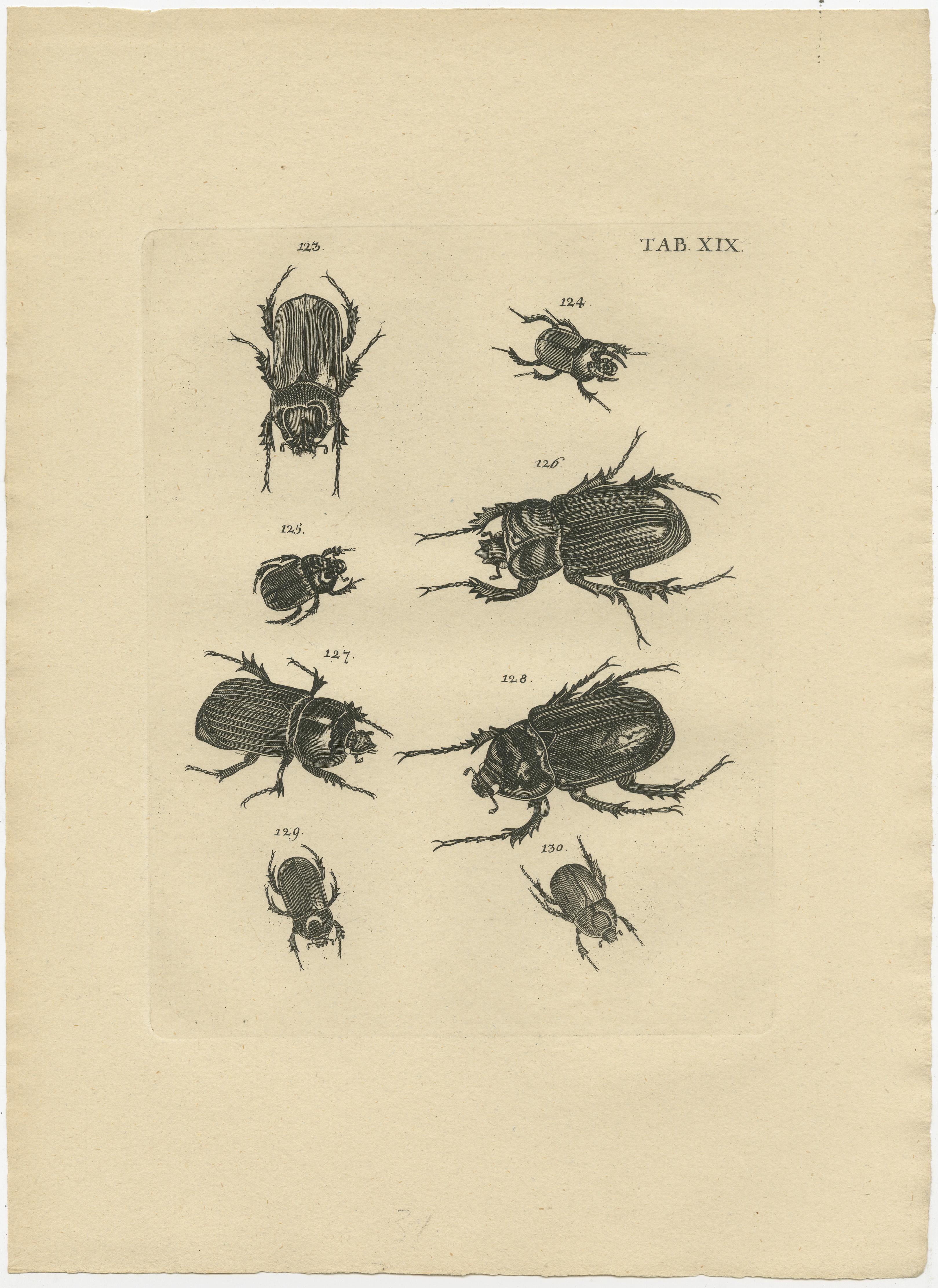 Set of five original antique prints of insects / beetles. These prints, most likely, originate from an edition of the scarce work 'Catalogus Systematicus Coleopterorum. Catalogue systèmatique des coleotères. Systematische Naamlijst van dat geslacht