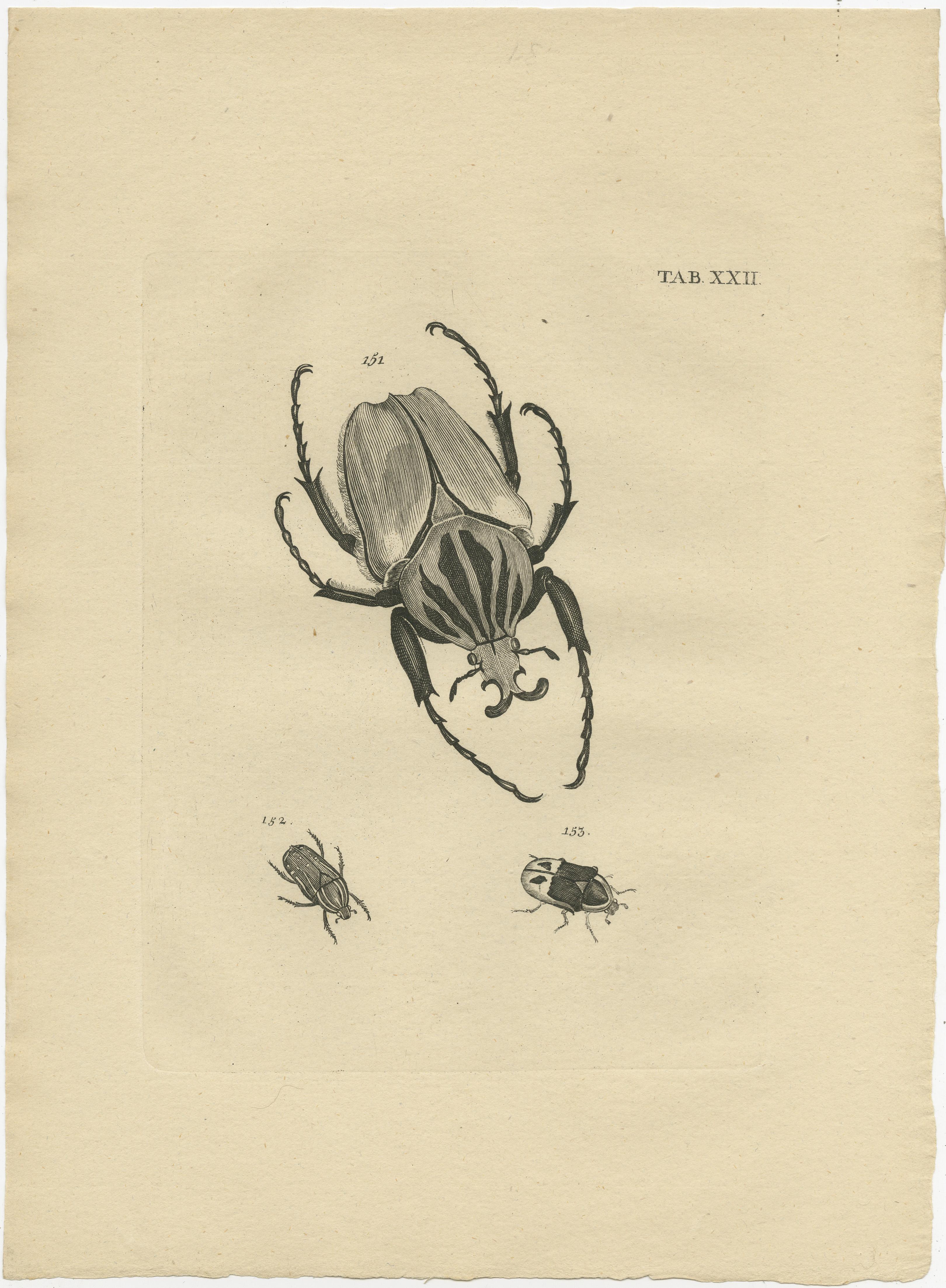Set of 5 Antique Prints of various Beetles In Good Condition For Sale In Langweer, NL