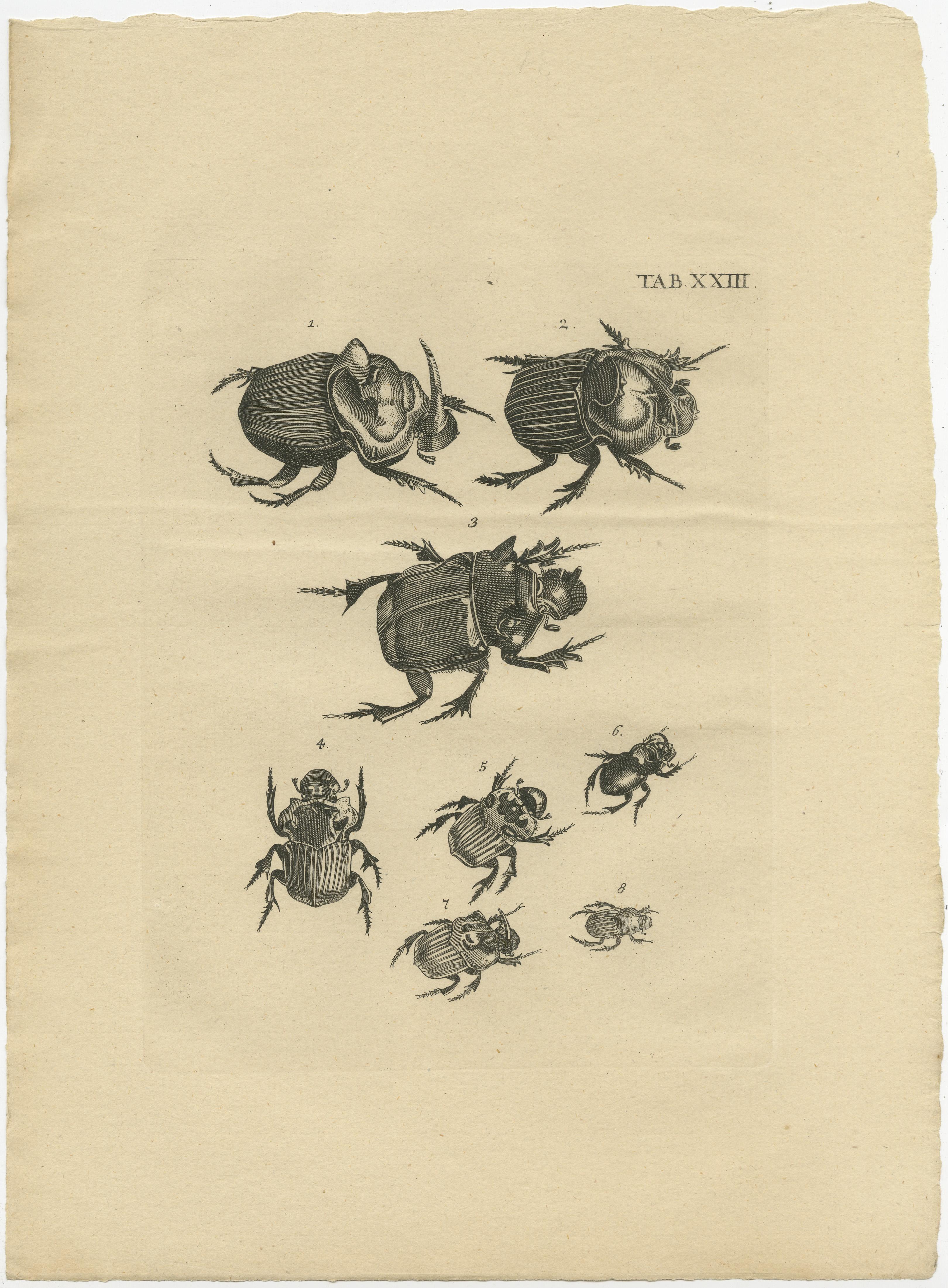 19th Century Set of 5 Antique Prints of various Beetles For Sale