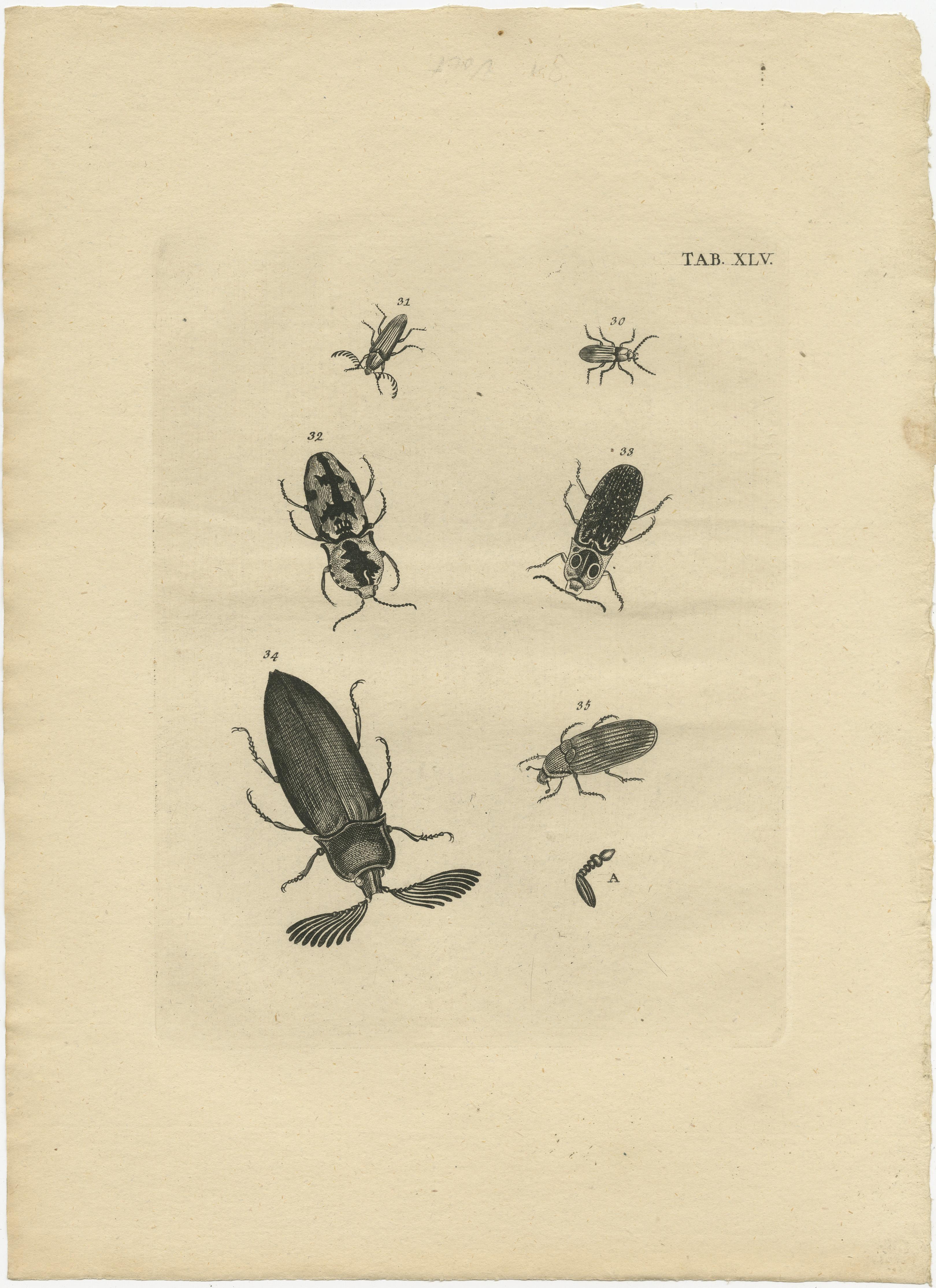 Paper Set of 5 Antique Prints of various Beetles For Sale