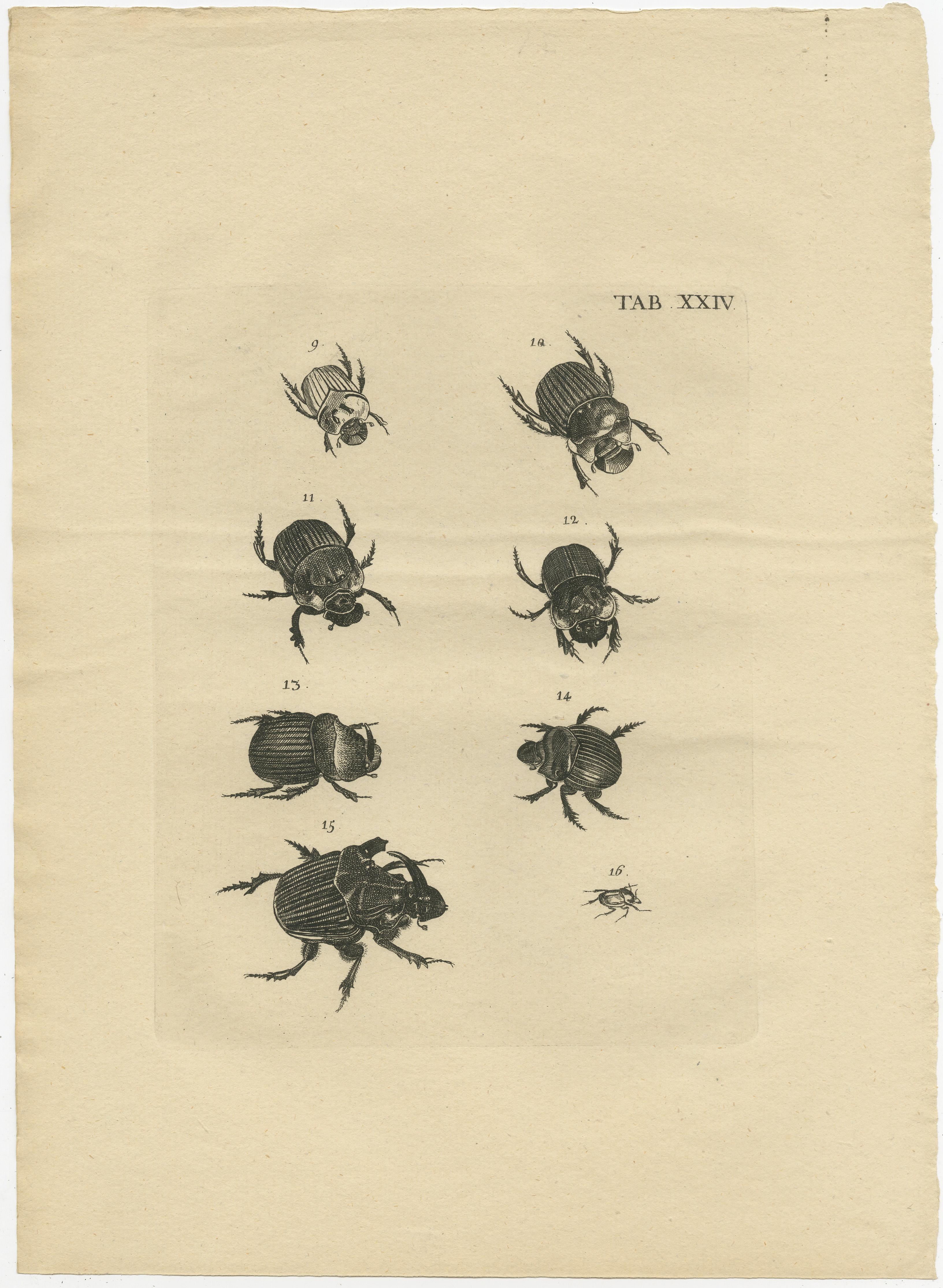 Set of 5 Antique Prints of various Beetles For Sale 1