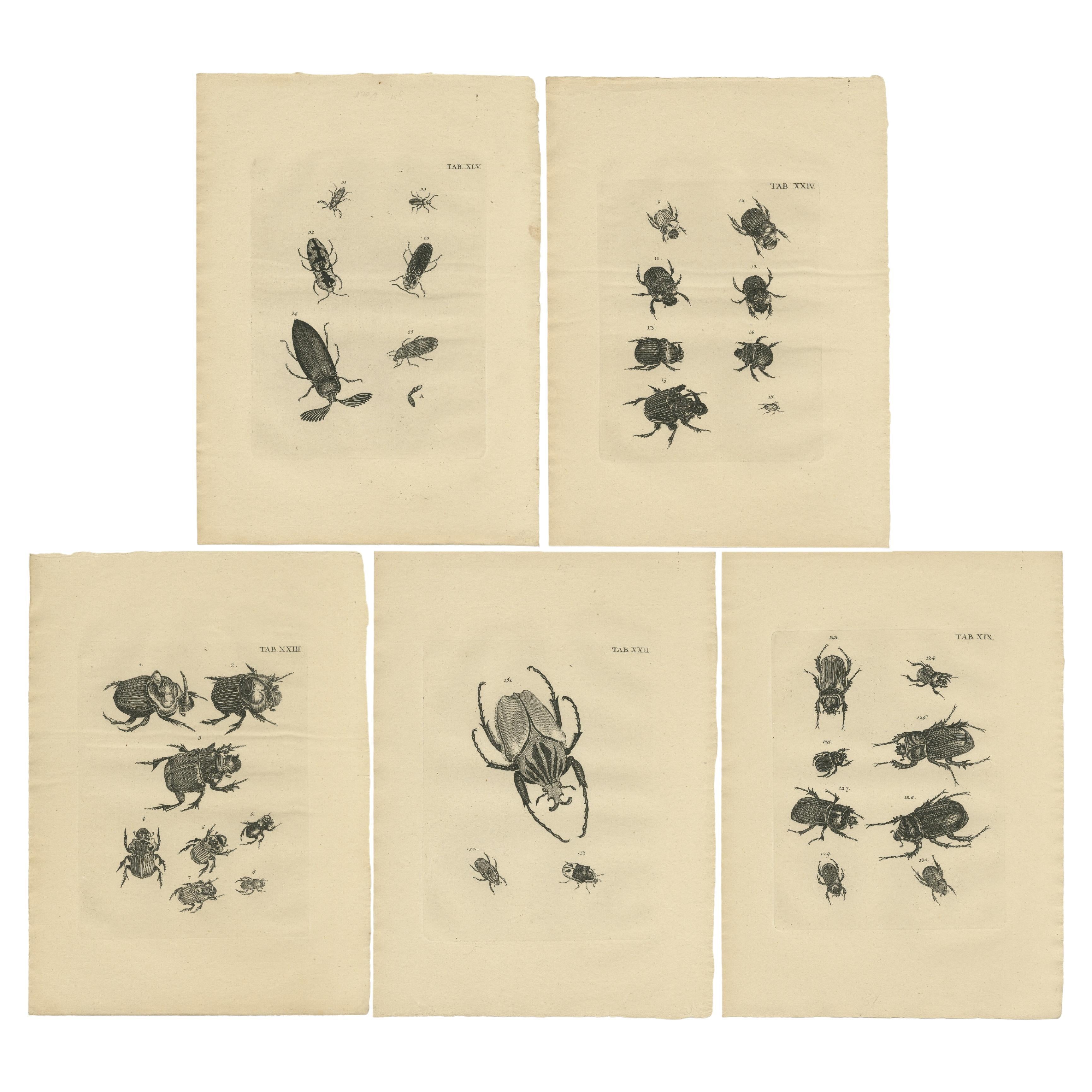 Ensemble de 5 gravures anciennes de différents coléoptères 
