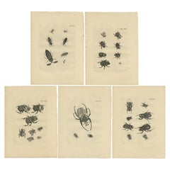 Set of 5 Antique Prints of various Beetles