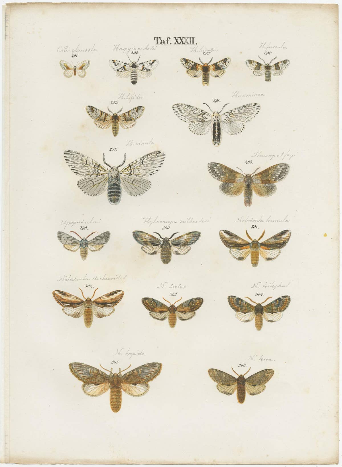 Set of 5 Antique Prints of Various Butterflies and Moths by Ramann, circa 1870