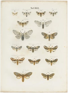 Set of 5 Antique Prints of Various Butterflies and Moths by Ramann, circa 1870