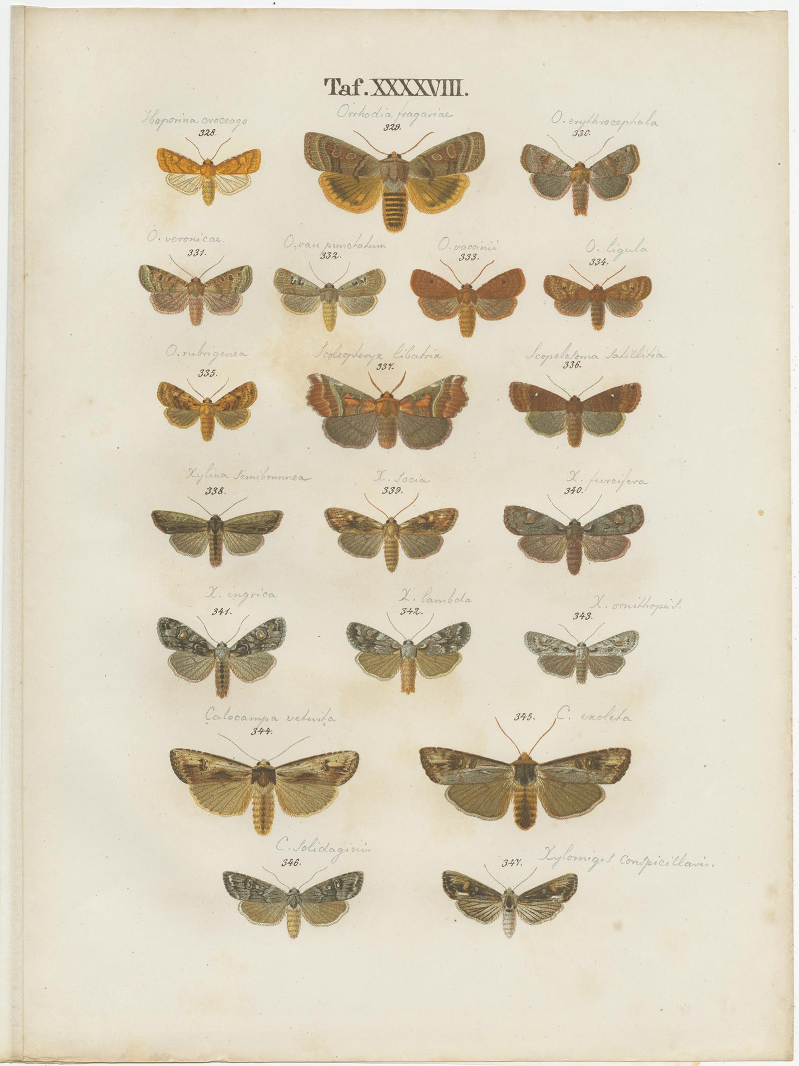Set of five antique prints depicting various butterflies and moths. These prints originate from 'Die Schmetterlinge (..)' by Gustav Ramann. Published circa 1870.