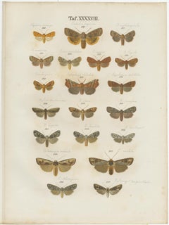 Set of 5 Antique Prints of Various Butterflies and Moths by Ramann, circa 1870