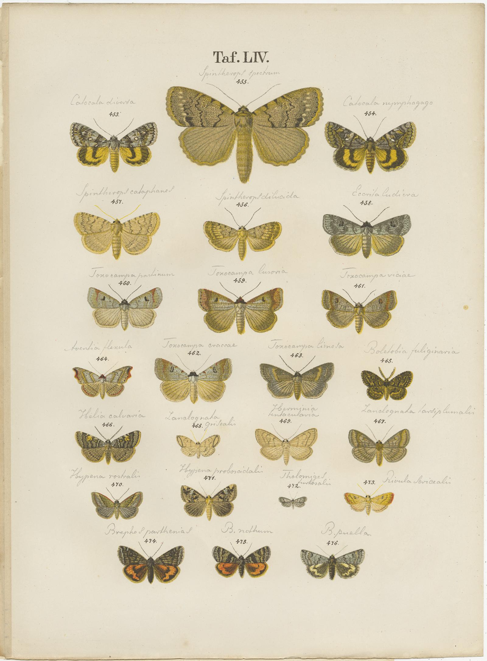 Set of five antique prints depicting various butterflies and moths. These prints originate from 'Die Schmetterlinge (..)' by Gustav Ramann. Published circa 1870.