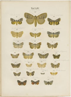 Set di 5 stampe antiche di varie farfalle e falene di Ramann, circa 1870