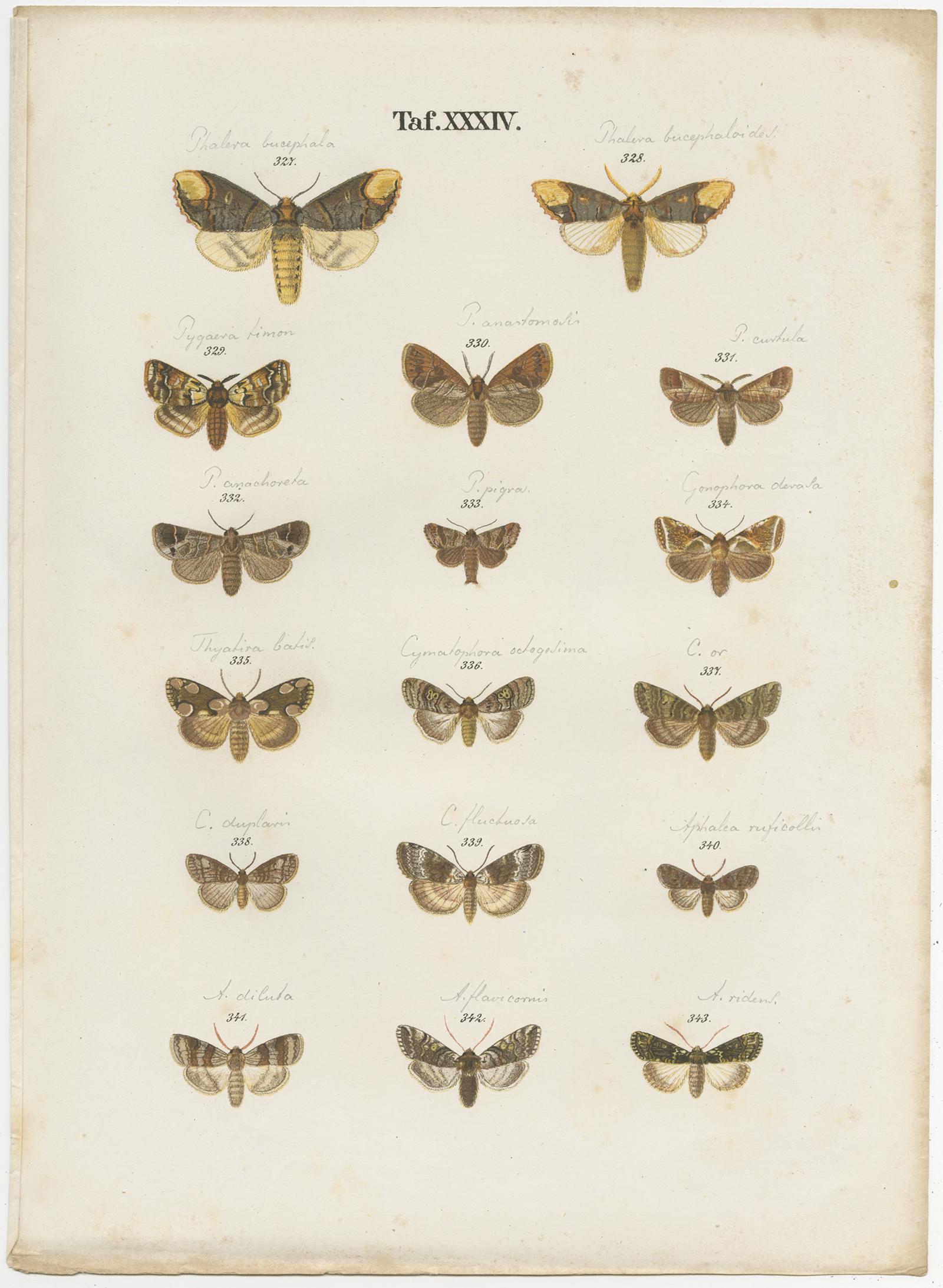 Set of 5 Antique Prints of Various Butterflies and Moths by Ramann, circa 1870 In Fair Condition For Sale In Langweer, NL