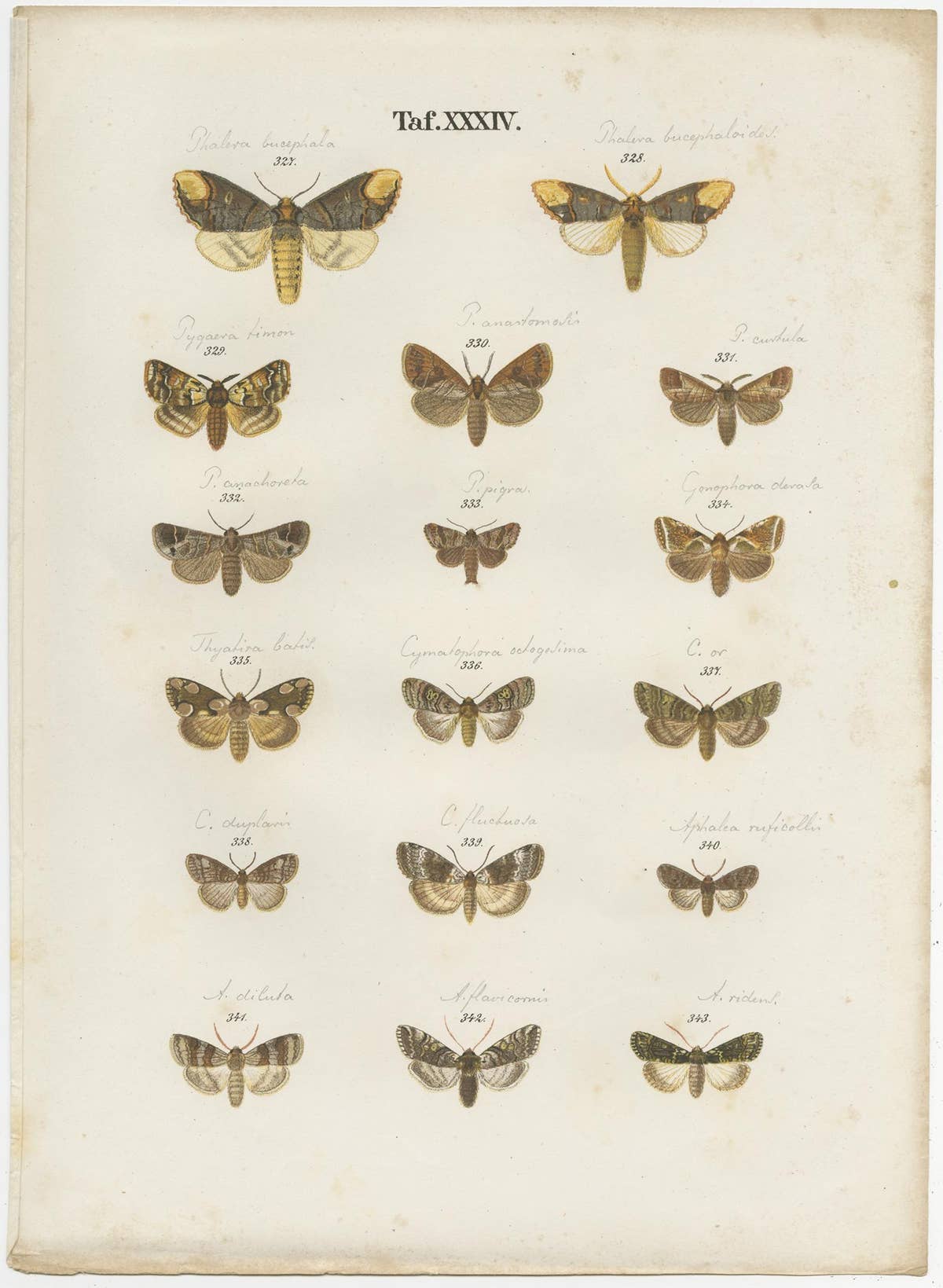 Set of 5 Antique Prints of Various Butterflies and Moths by Ramann, circa 1870