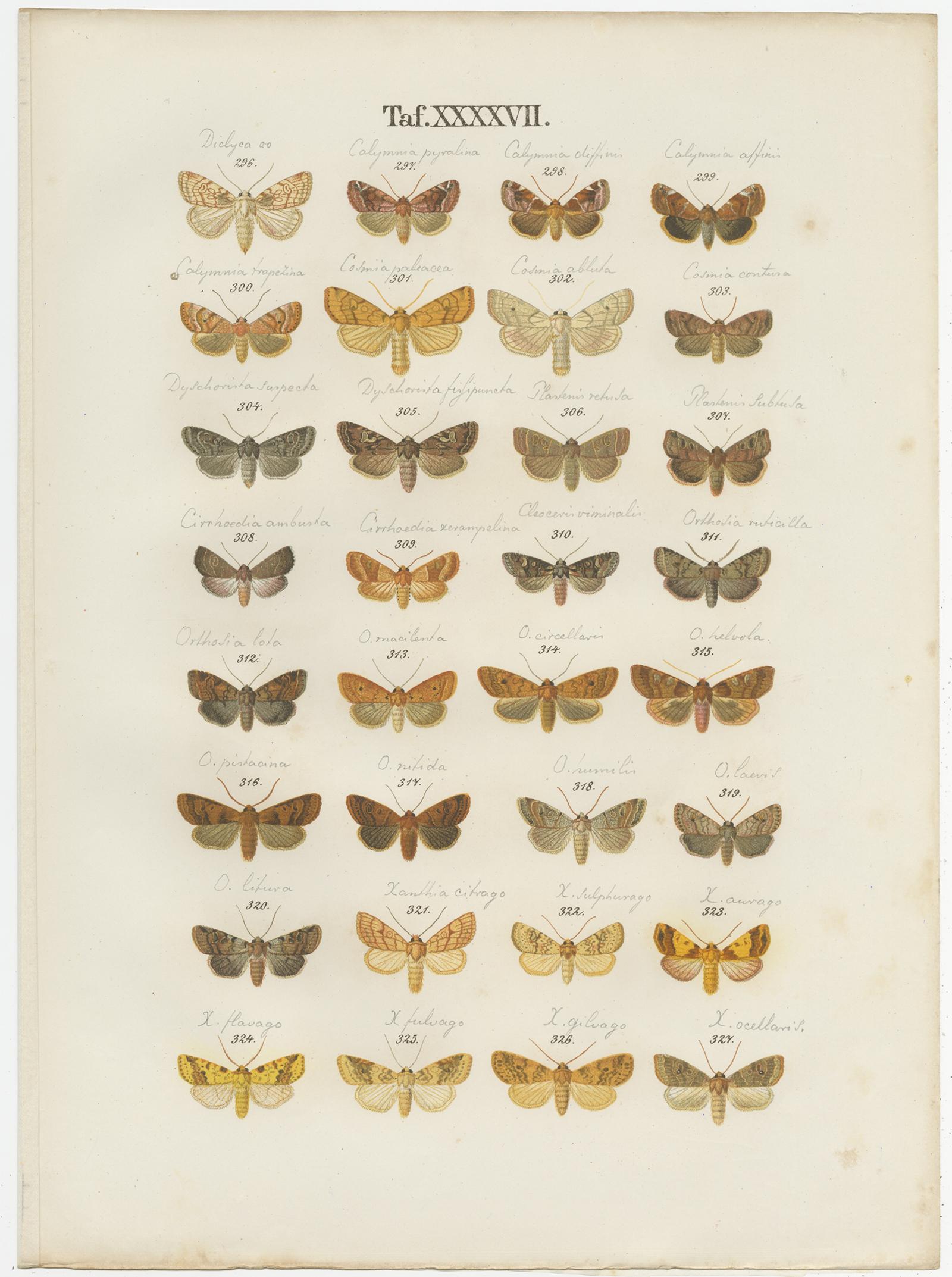 Conjunto de 5 grabados antiguos de diversas mariposas y polillas de Ramann, hacia 1870 en Bastante bueno estado para la venta en Langweer, NL