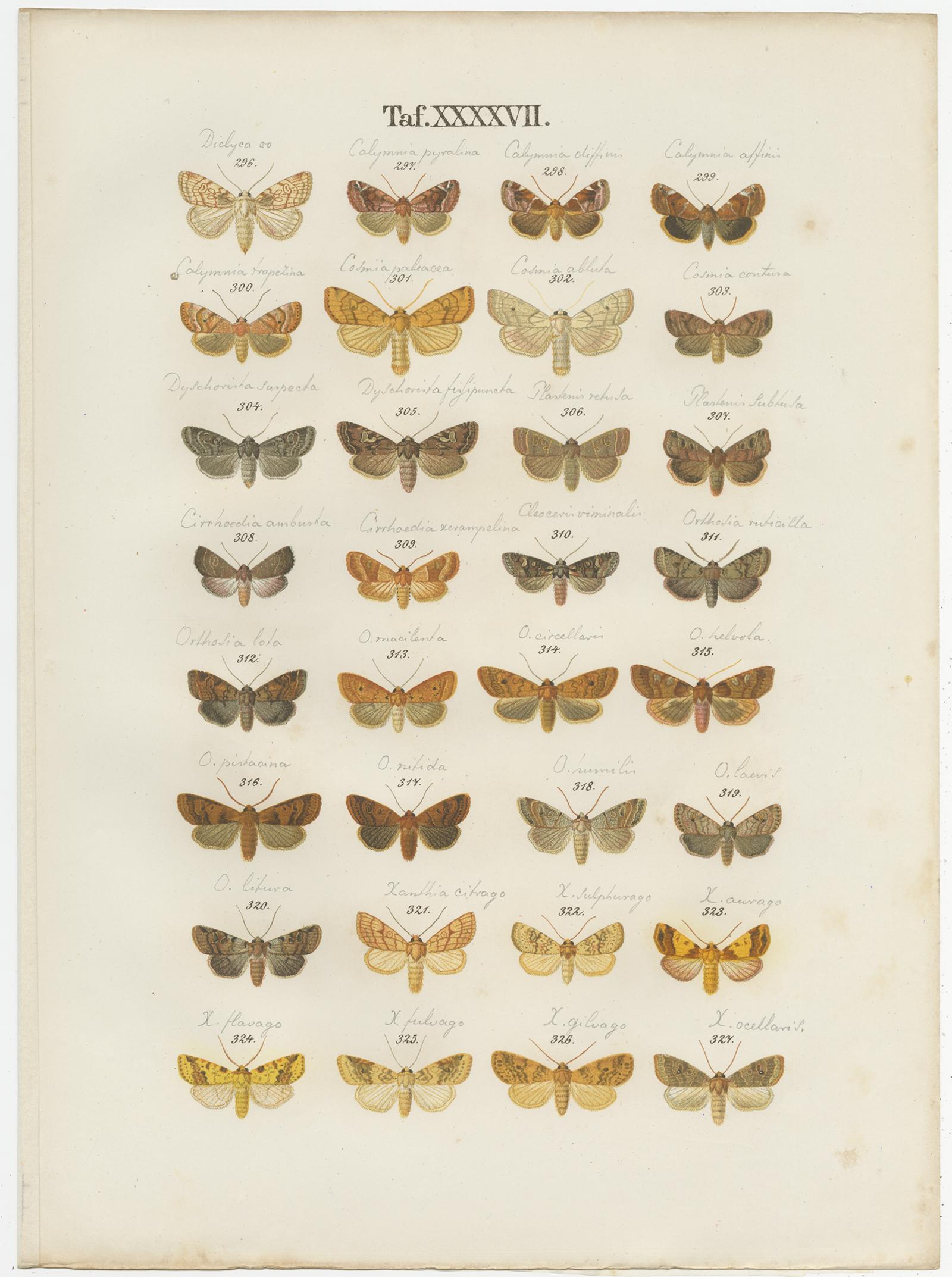 Set of 5 Antique Prints of Various Butterflies and Moths by Ramann, circa 1870 In Fair Condition For Sale In Langweer, NL