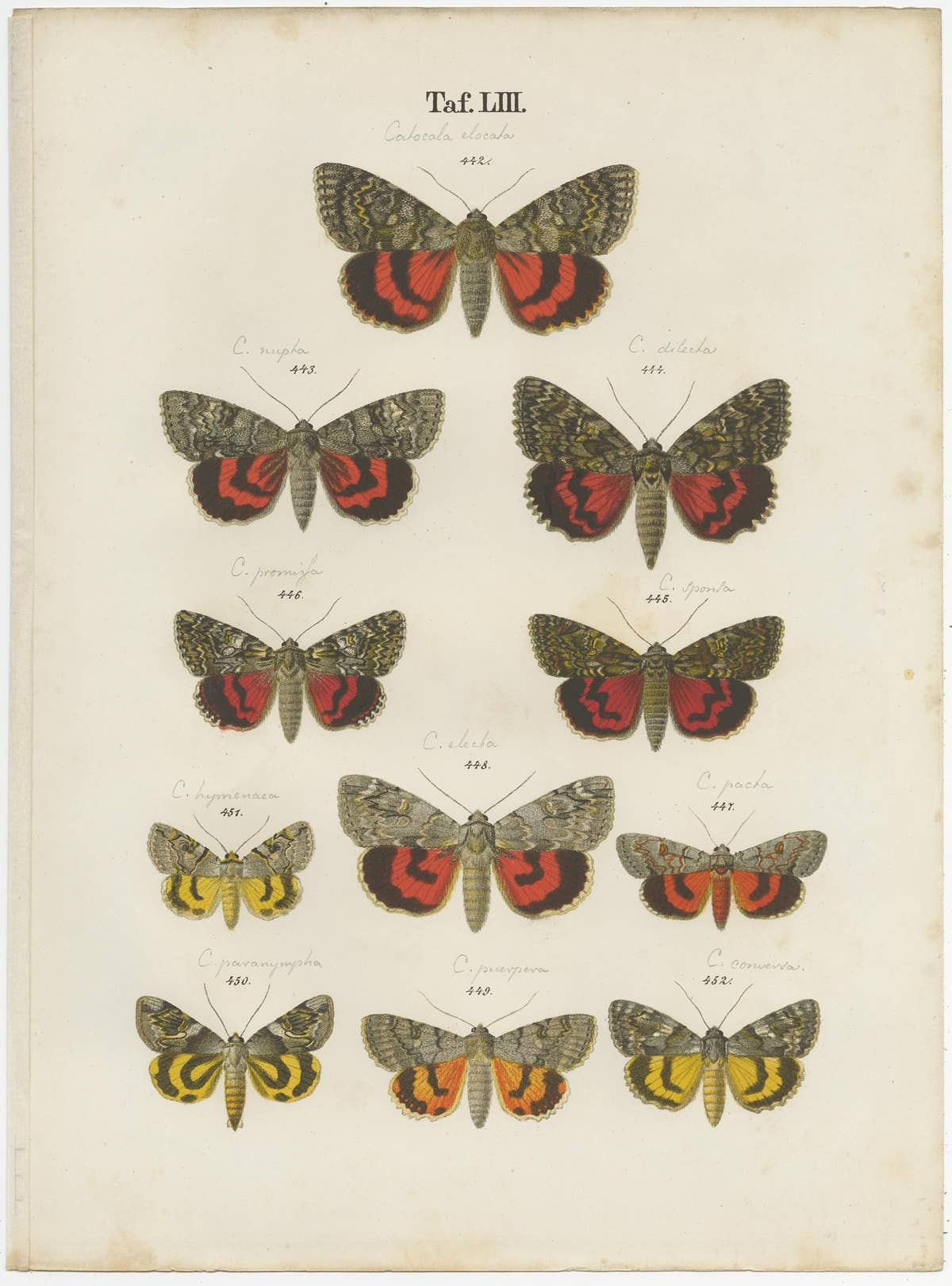 Set of 5 Antique Prints of Various Butterflies and Moths by Ramann, circa 1870