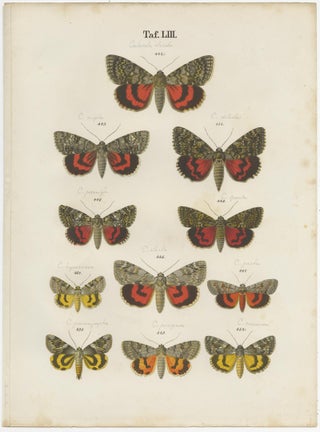 Set of 5 Antique Prints of Various Butterflies and Moths by Ramann, circa 1870, view 3