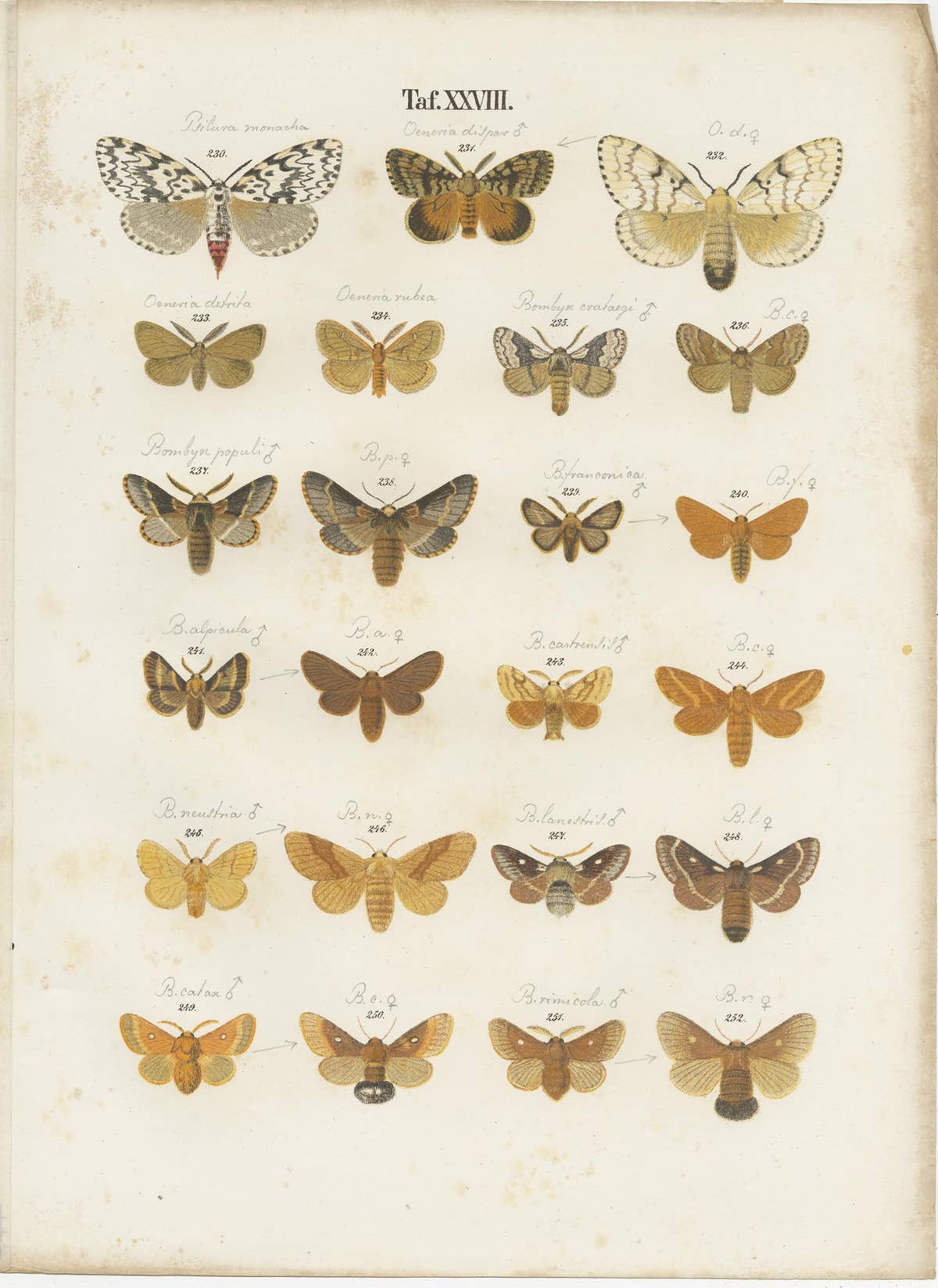 Set of 5 Antique Prints of Various Butterflies and Moths by Ramann, circa 1870