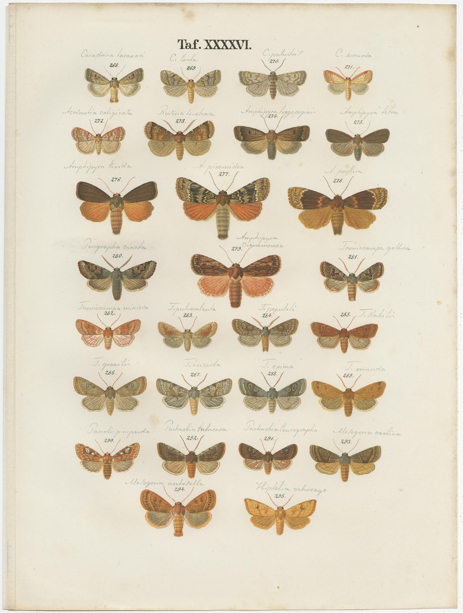 19th Century Set of 5 Antique Prints of Various Butterflies and Moths by Ramann, circa 1870 For Sale