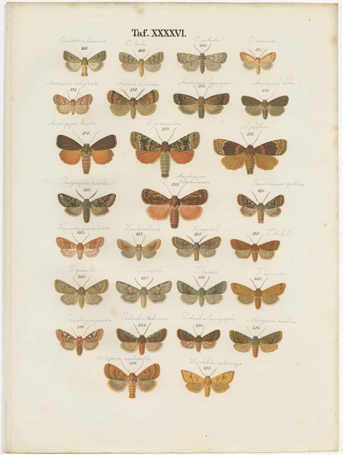 Set of 5 Antique Prints of Various Butterflies and Moths by Ramann, circa 1870