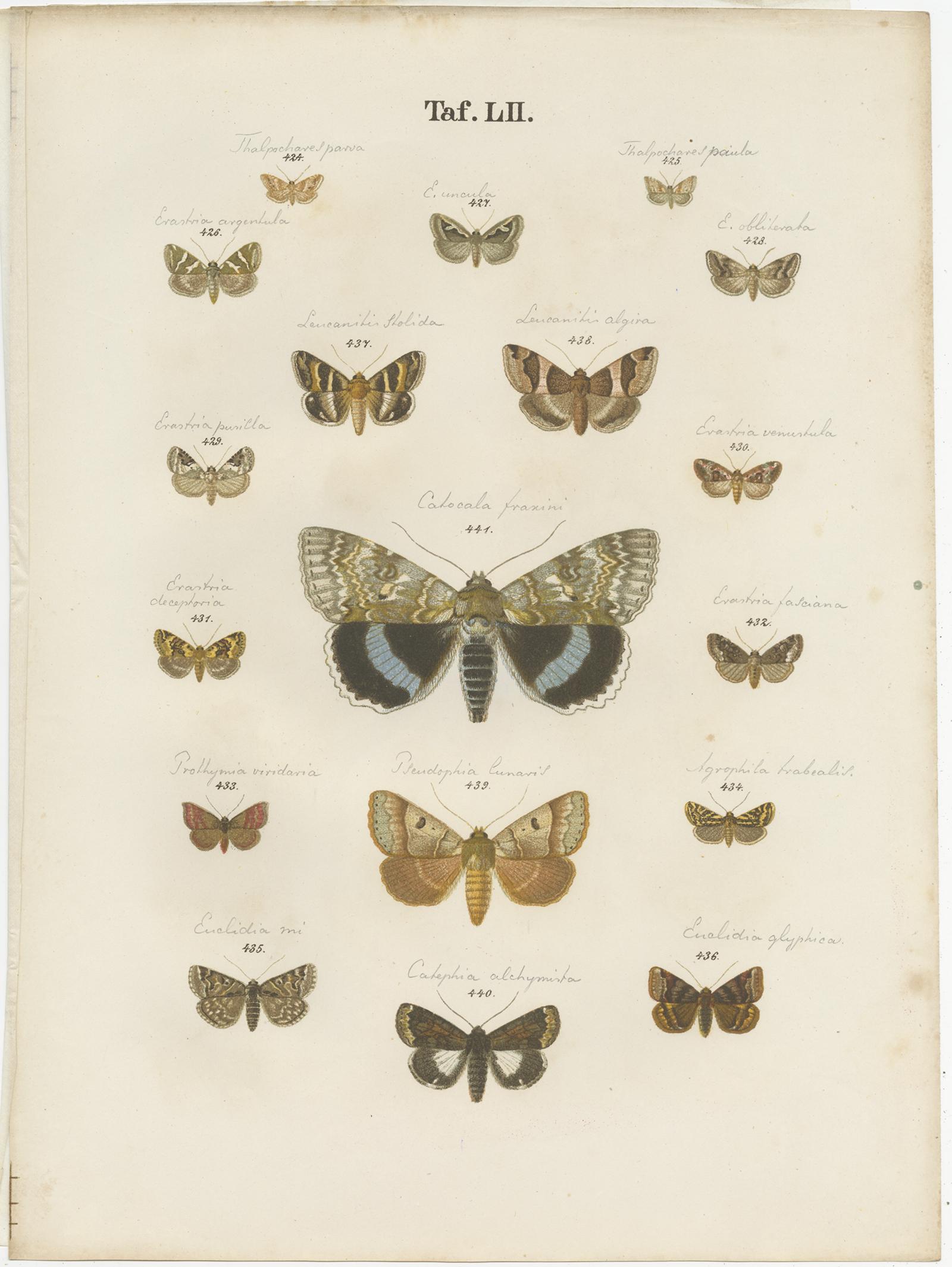 19th Century Set of 5 Antique Prints of Various Butterflies and Moths by Ramann, circa 1870 For Sale