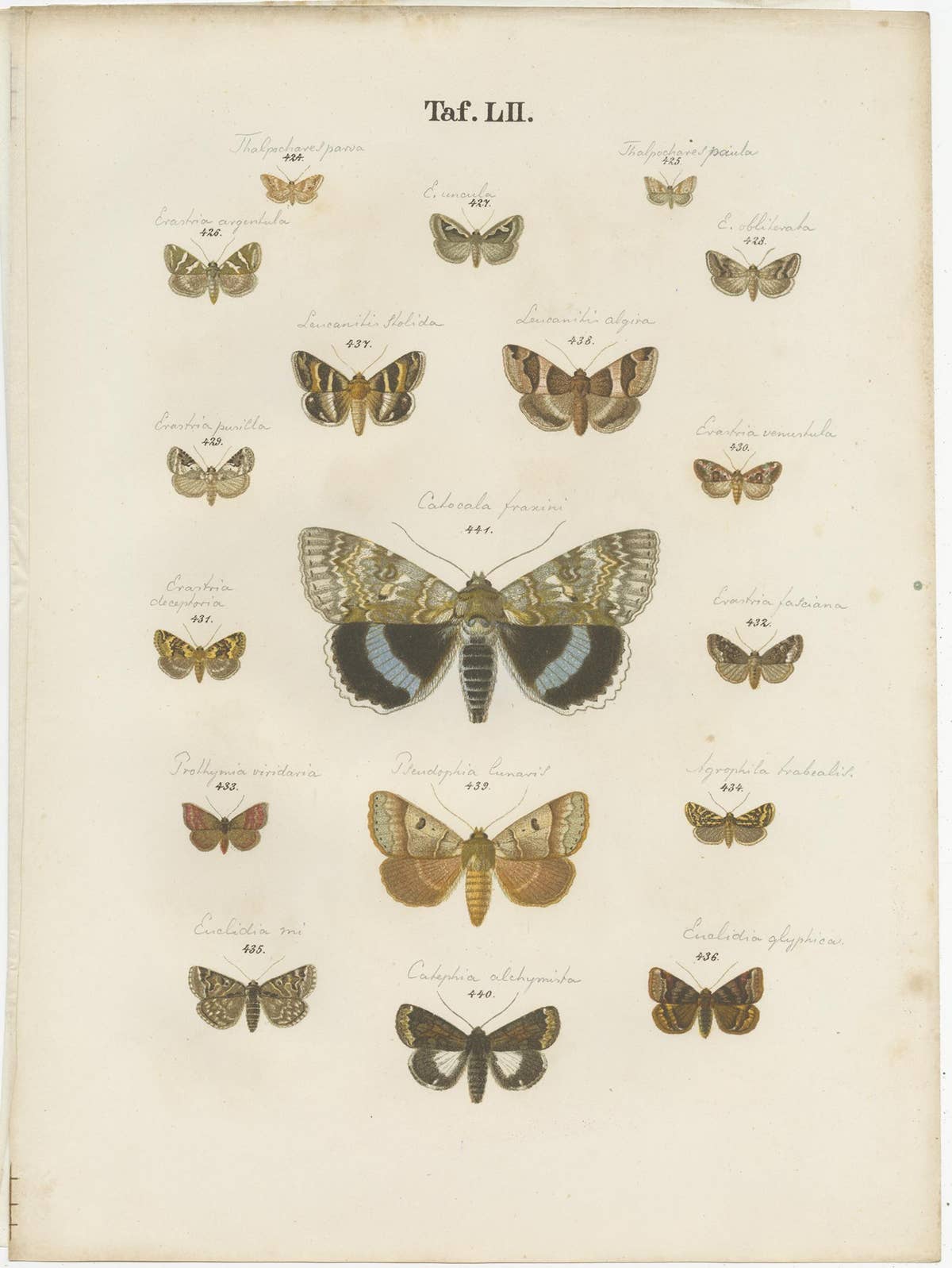 Set of 5 Antique Prints of Various Butterflies and Moths by Ramann, circa 1870