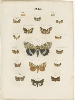 Set of 5 Antique Prints of Various Butterflies and Moths by Ramann, circa 1870, view 4