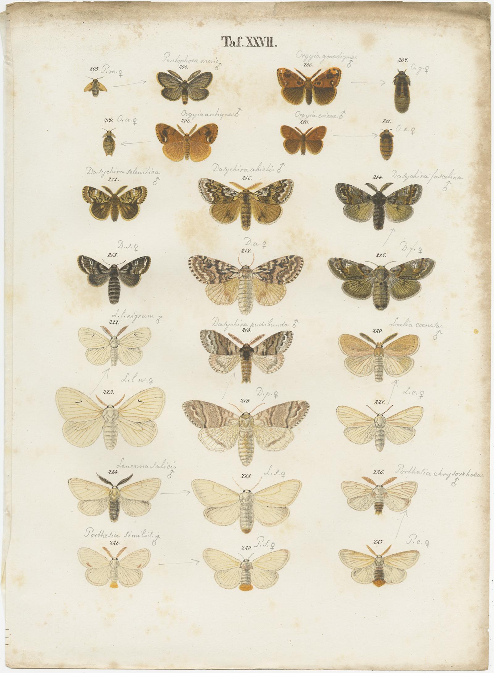 Paper Set of 5 Antique Prints of Various Butterflies and Moths by Ramann, circa 1870 For Sale