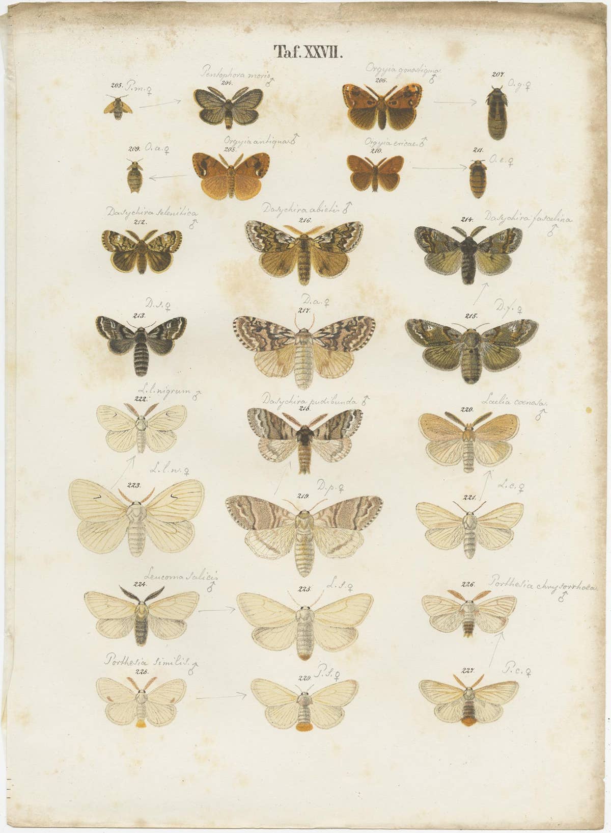 Set of 5 Antique Prints of Various Butterflies and Moths by Ramann, circa 1870