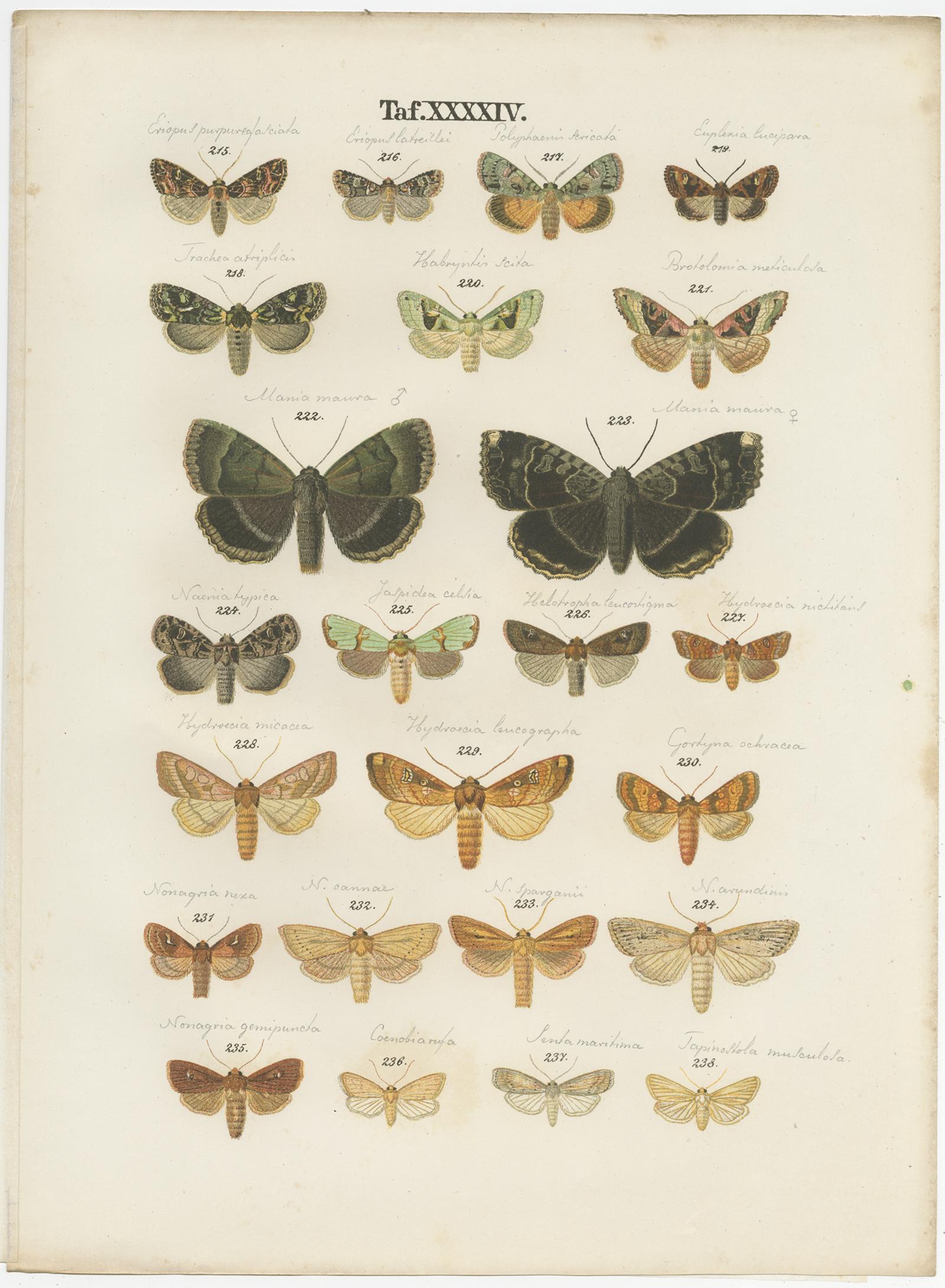 Conjunto de 5 grabados antiguos de diversas mariposas y polillas de Ramann, hacia 1870 Papel en venta