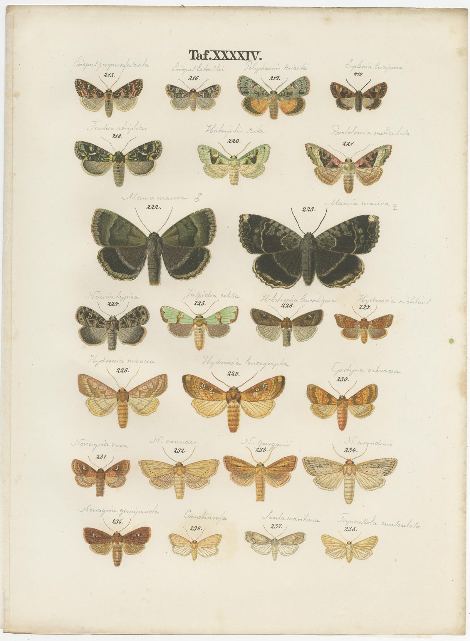 Paper Set of 5 Antique Prints of Various Butterflies and Moths by Ramann, circa 1870 For Sale