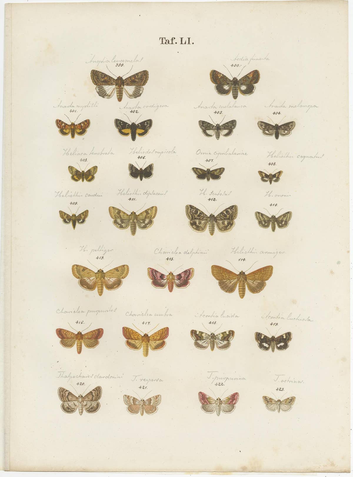 Set of 5 Antique Prints of Various Butterflies and Moths by Ramann, circa 1870