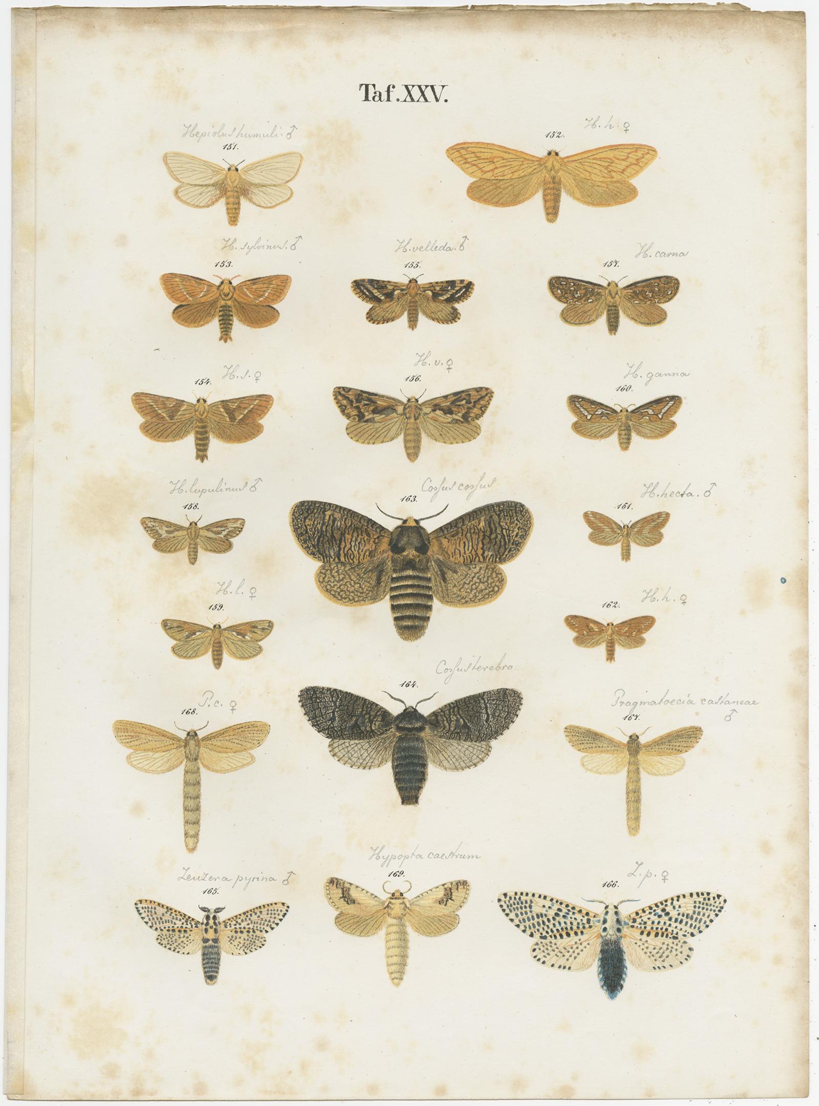 Set of 5 Antique Prints of Various Butterflies and Moths by Ramann, circa 1870 For Sale 1