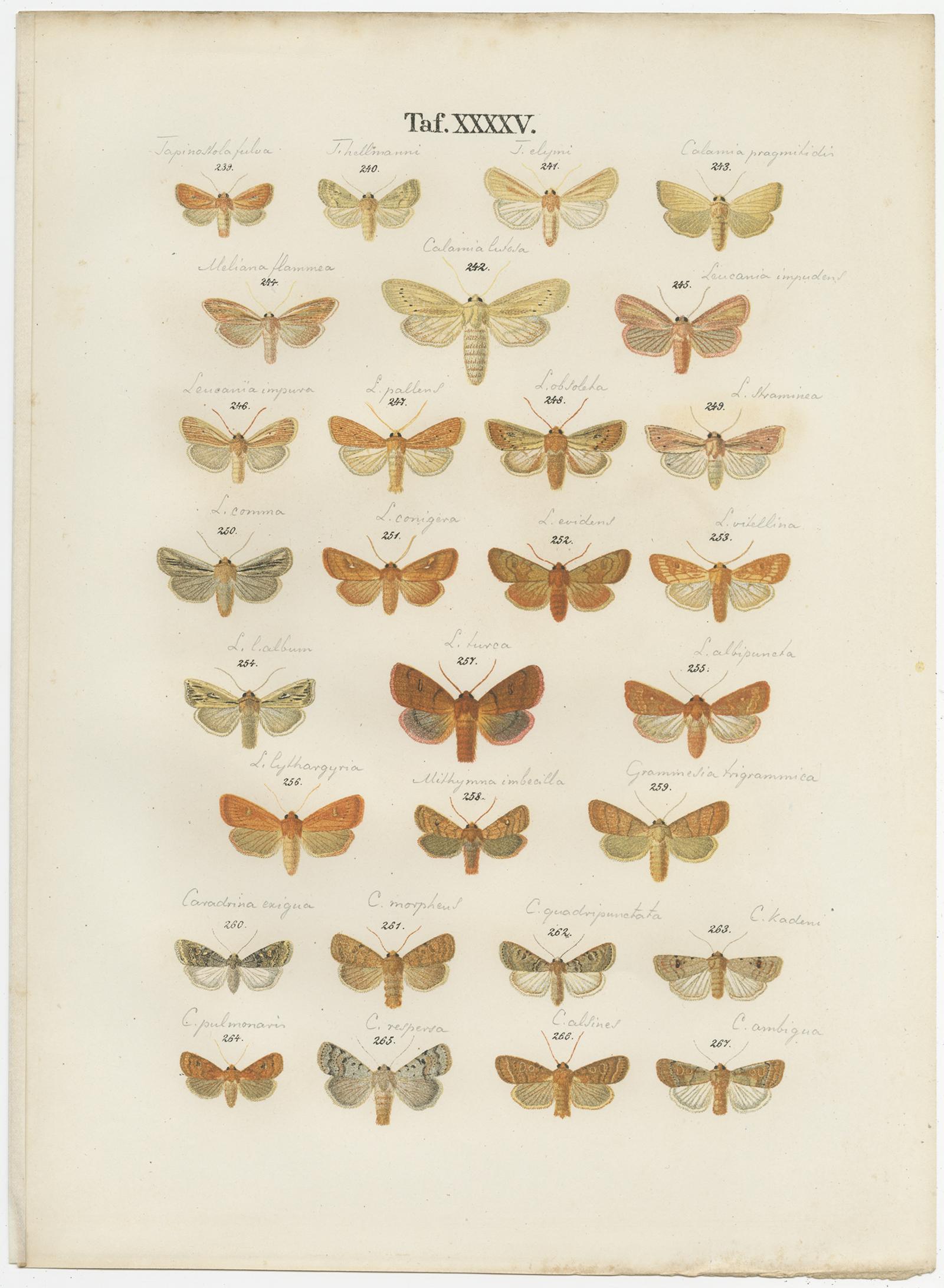 Conjunto de 5 grabados antiguos de diversas mariposas y polillas de Ramann, hacia 1870 en venta 1