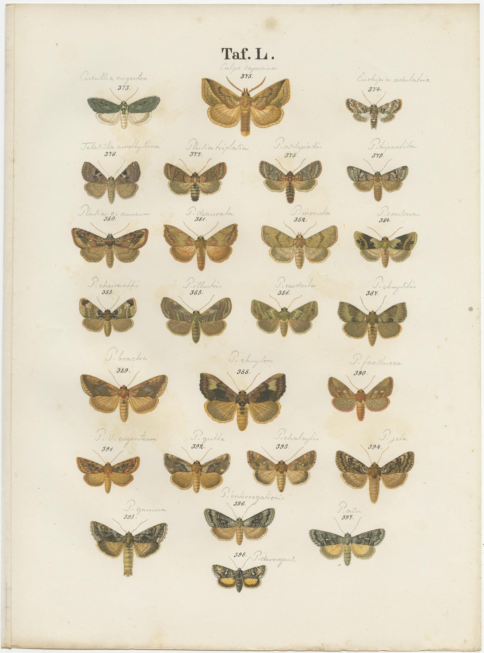 Set of 5 Antique Prints of Various Butterflies and Moths by Ramann, circa 1870 For Sale 1