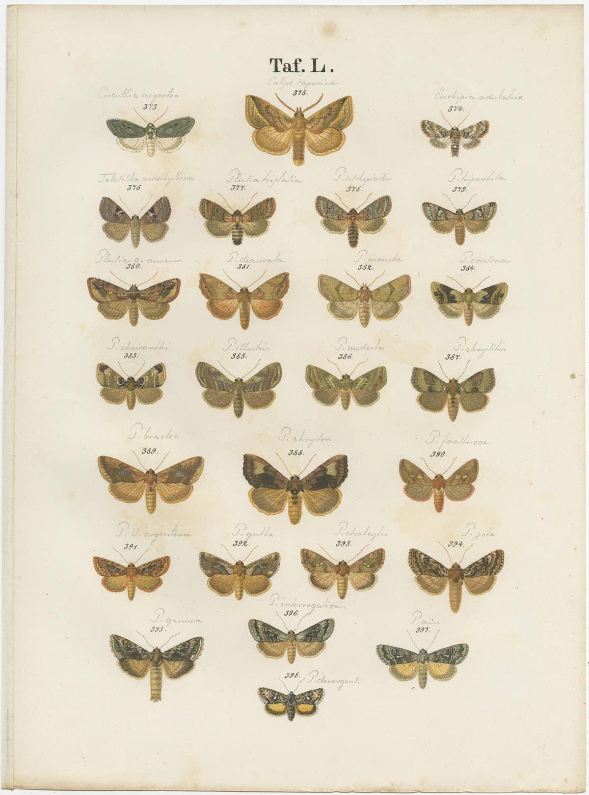 Set of 5 Antique Prints of Various Butterflies and Moths by Ramann, circa 1870
