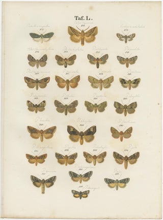 Set of 5 Antique Prints of Various Butterflies and Moths by Ramann, circa 1870, view 6