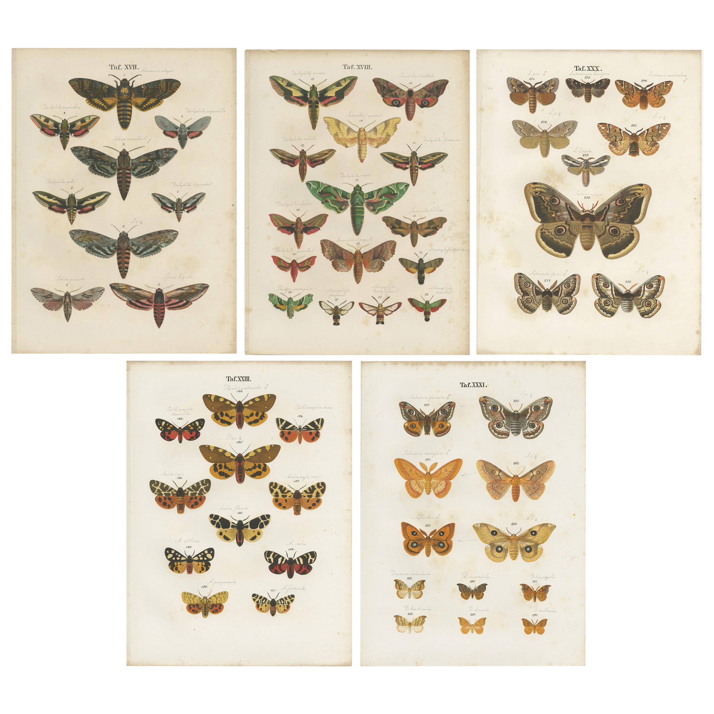 Set of 5 Antique Prints of Various Butterflies and Moths by Ramann, circa 1870