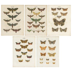 Set of 5 Antique Prints of Various Butterflies and Moths by Ramann, circa 1870 Set of 5 Antique Prints of Various Butterflies and Moths by Ramann, circa 1870