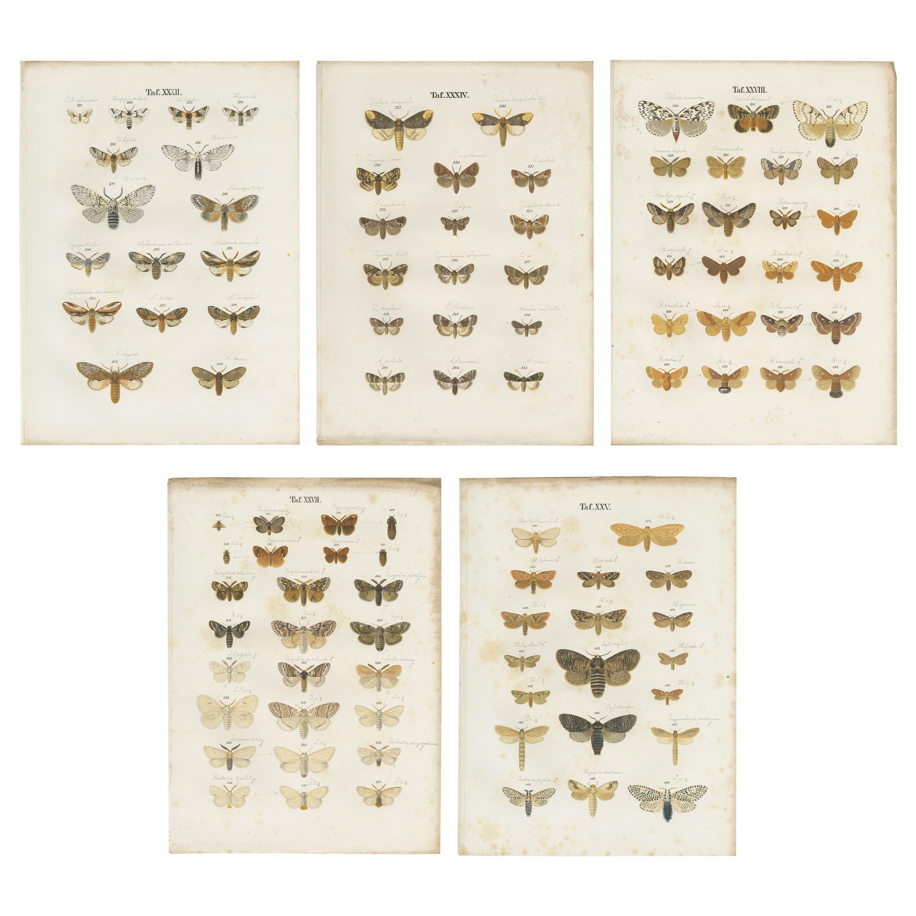 Set of 5 Antique Prints of Various Butterflies and Moths by Ramann, circa 1870 For Sale