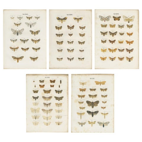 Set of 5 Antique Prints of Various Butterflies and Moths by Ramann, circa 1870