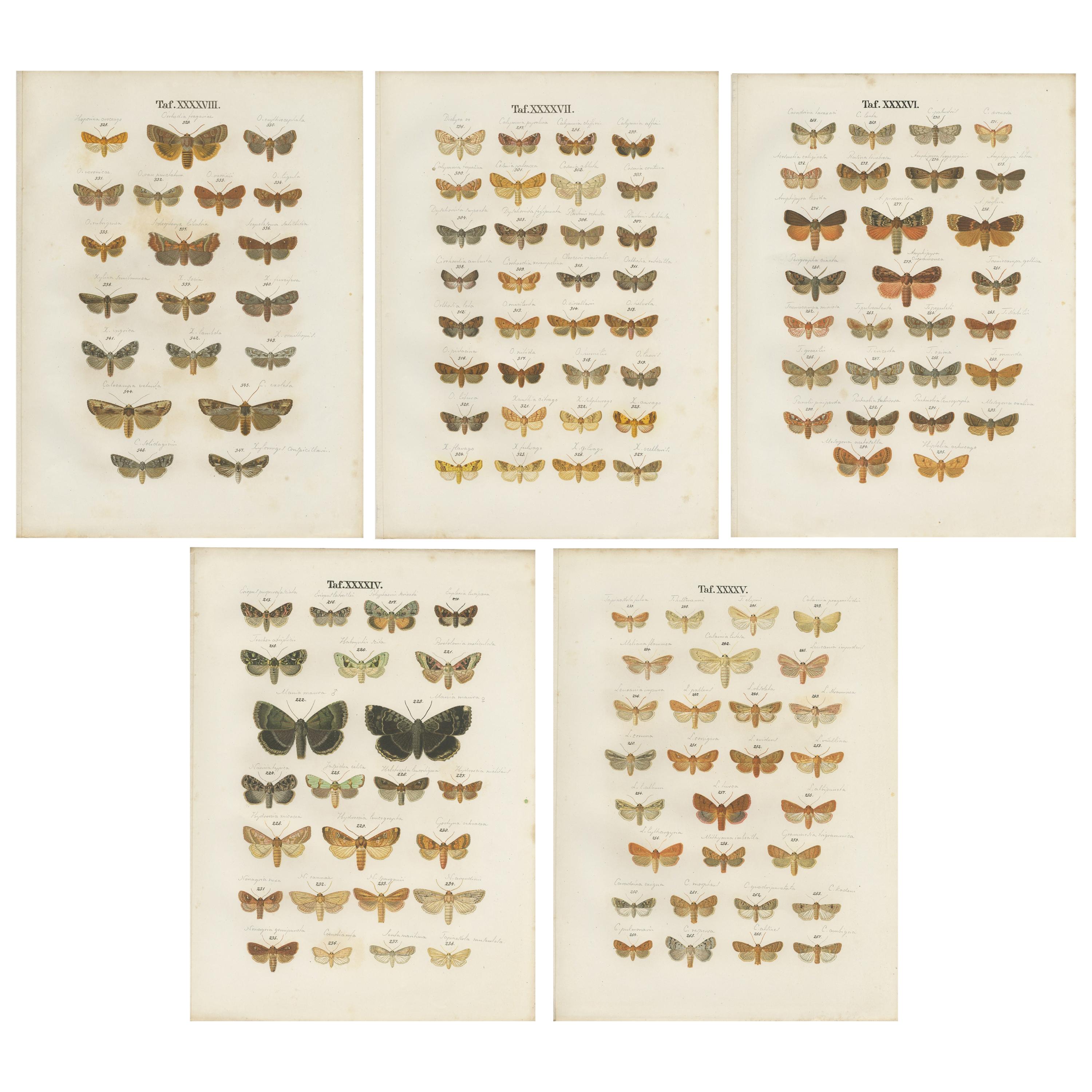 Set of 5 Antique Prints of Various Butterflies and Moths by Ramann, circa 1870 For Sale