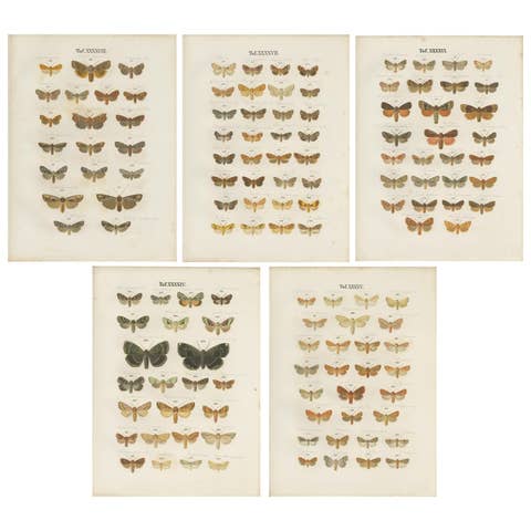 Set of 5 Antique Prints of Various Butterflies and Moths by Ramann, circa 1870