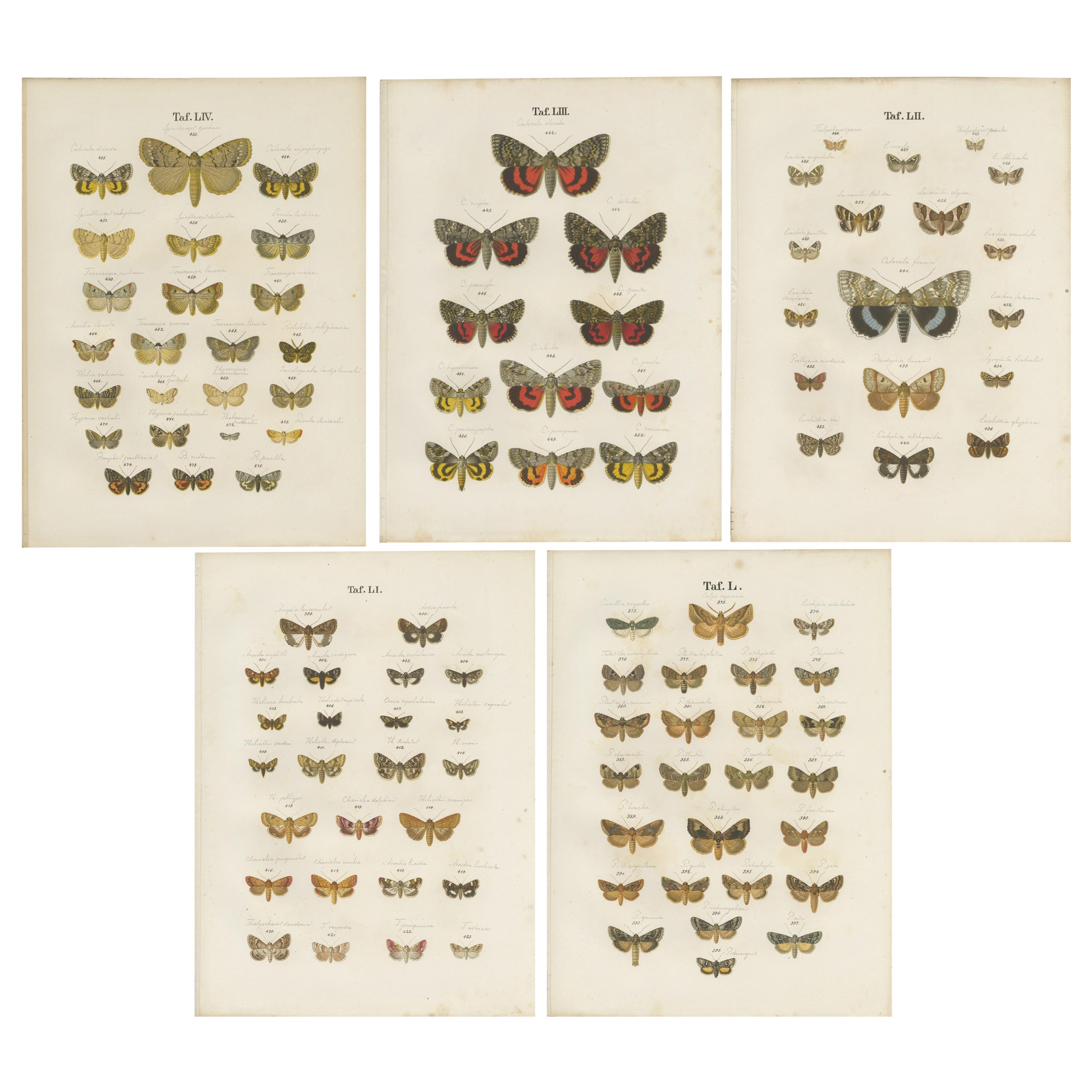 Conjunto de 5 grabados antiguos de diversas mariposas y polillas de Ramann, hacia 1870