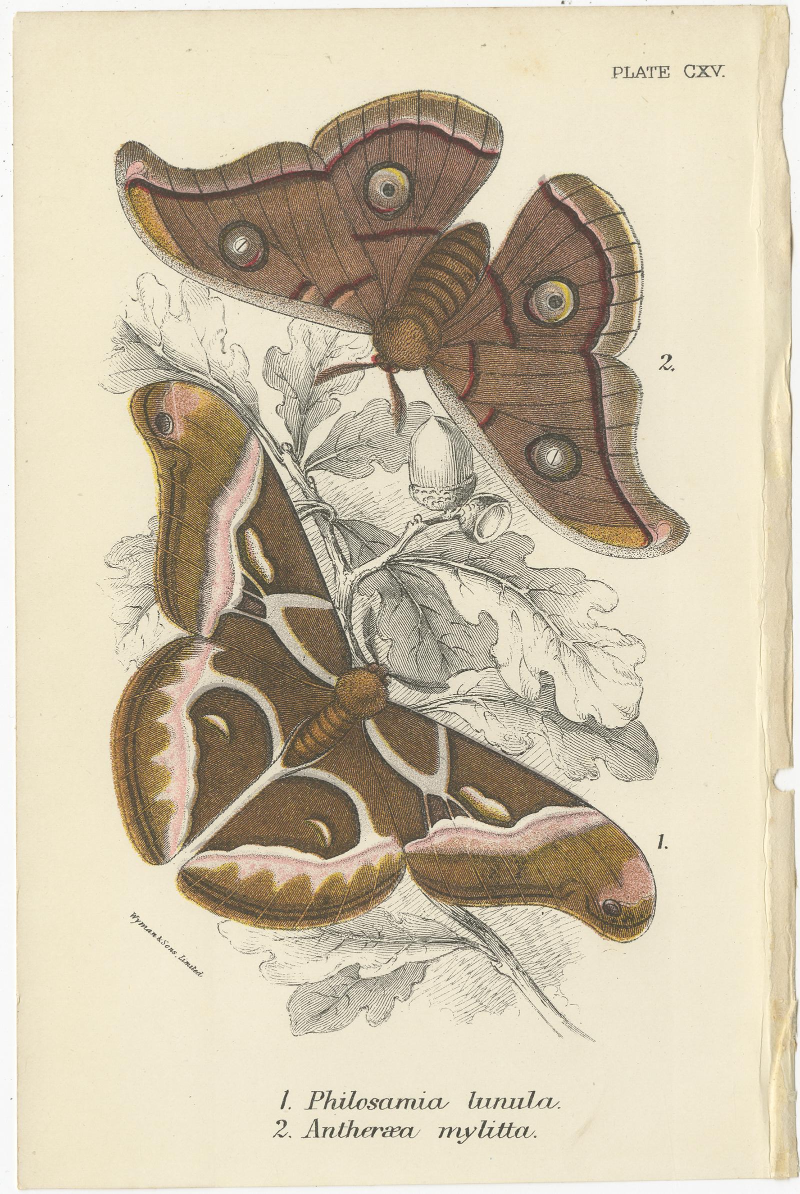 Set of five antique prints of various moths. These prints originate from 'Lloyd's Natural History (..)'. Published 1894-1897.
