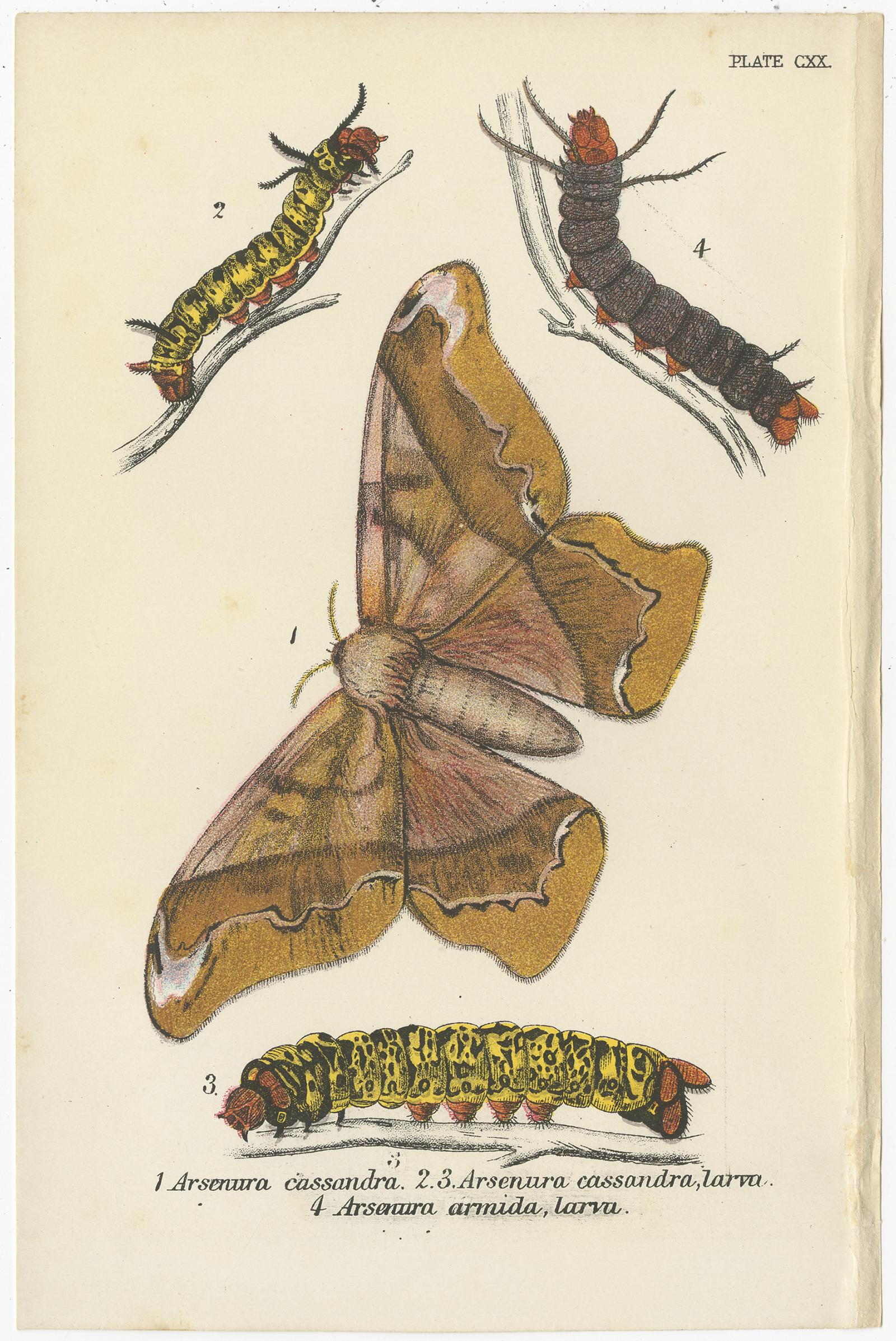 vintage moth