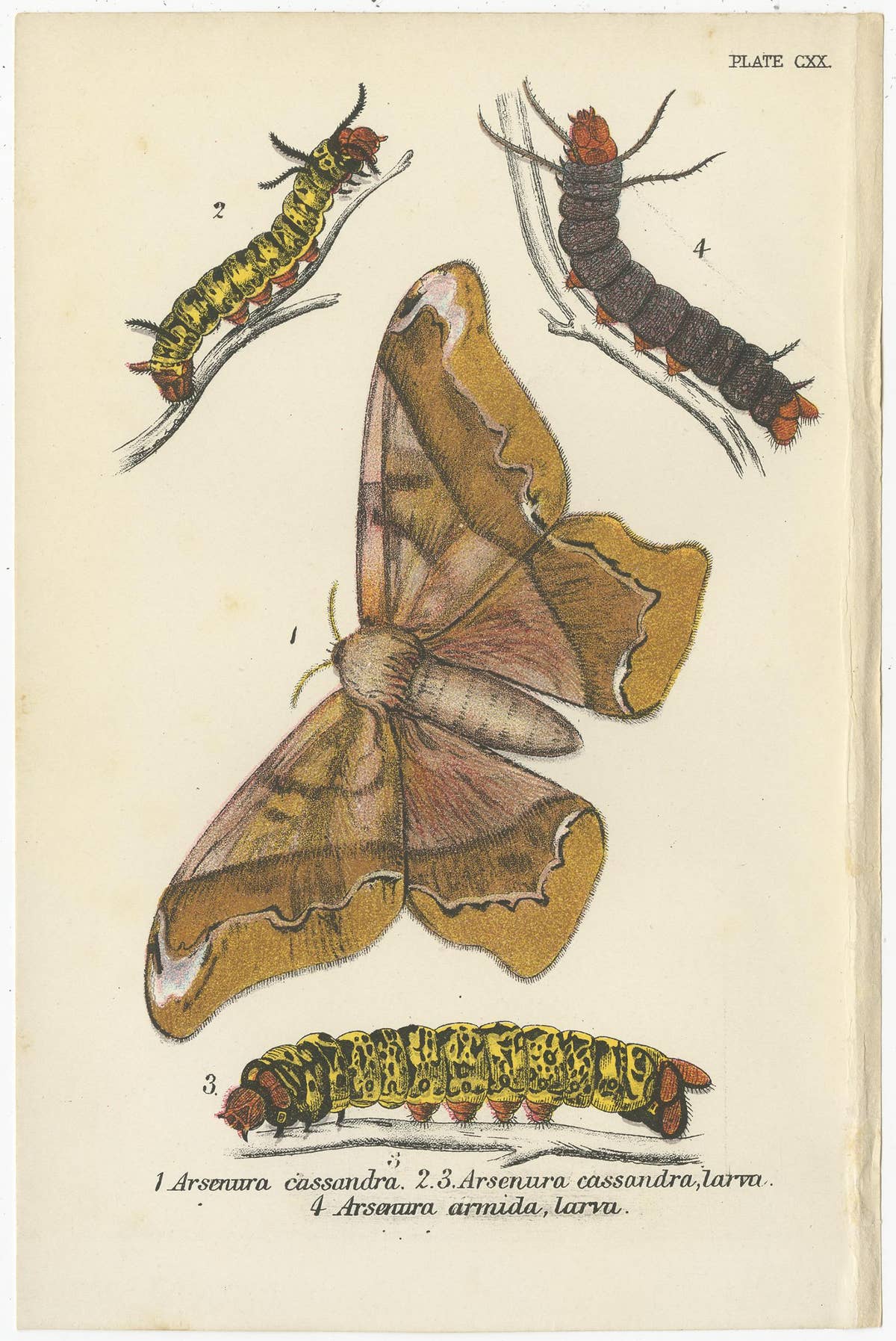 Set of 5 Antique Prints of Various Moths by Lloyd, circa 1897