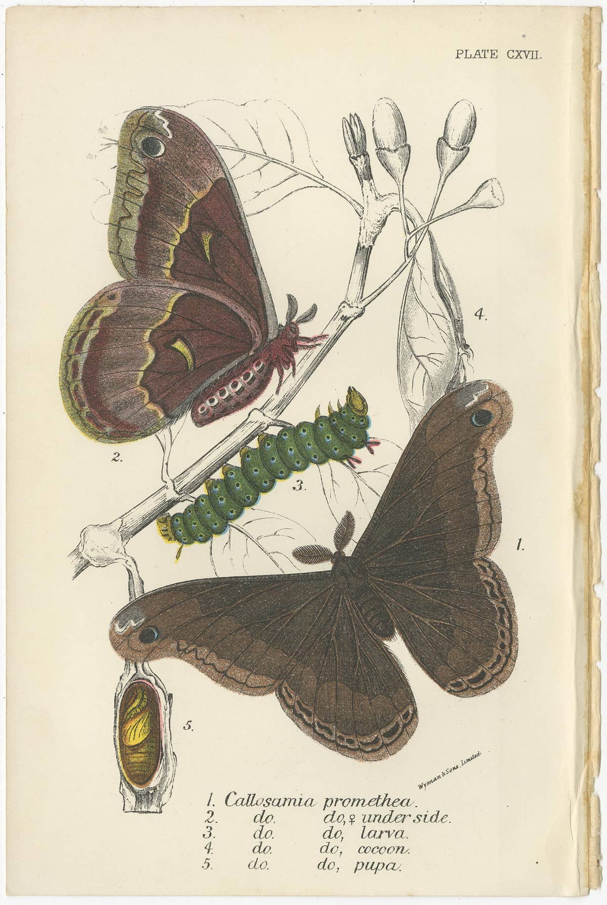 Set of 5 Antique Prints of Various Moths by Lloyd, circa 1897