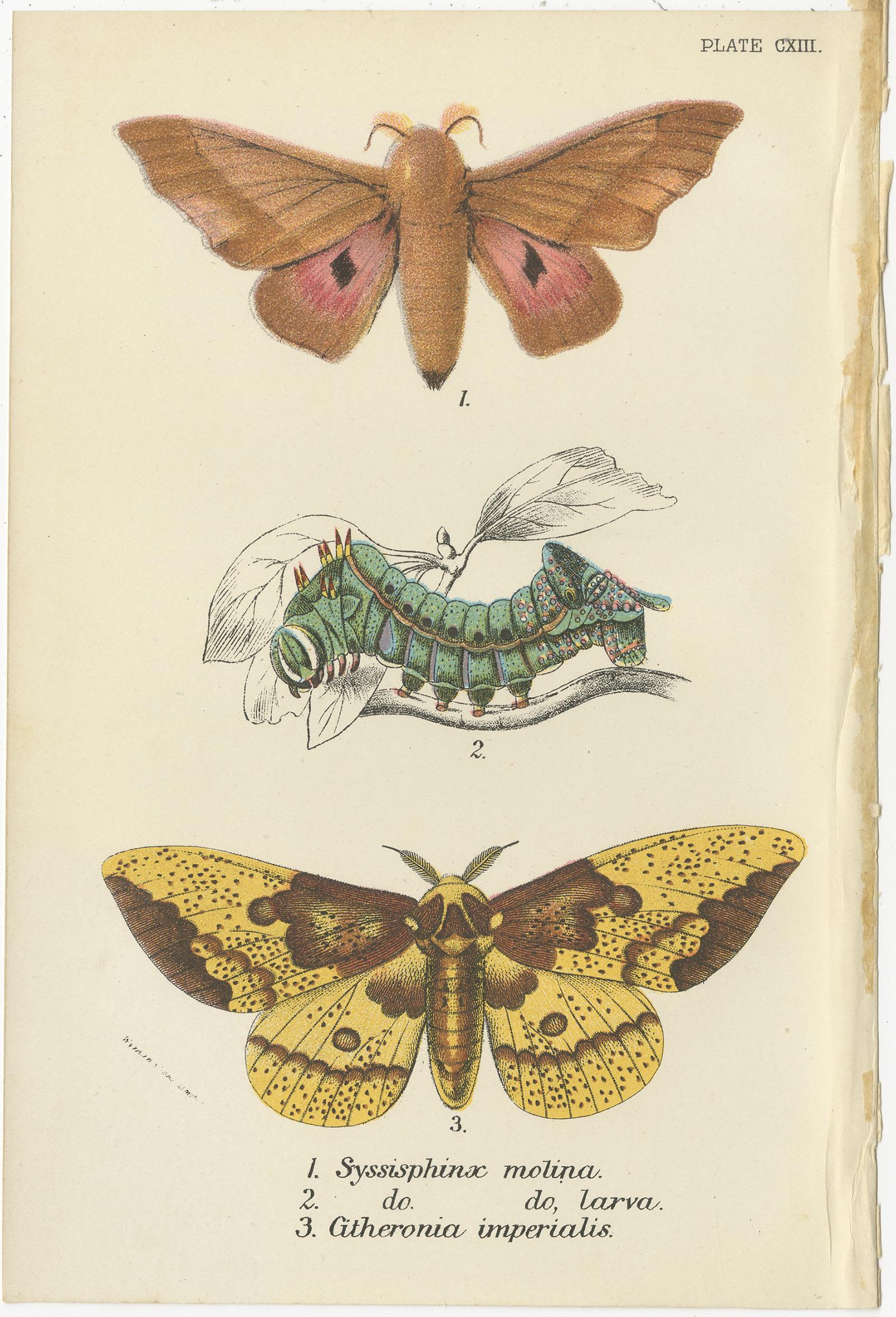 Set of 5 Antique Prints of Various Moths by Lloyd, circa 1897 In Good Condition For Sale In Langweer, NL