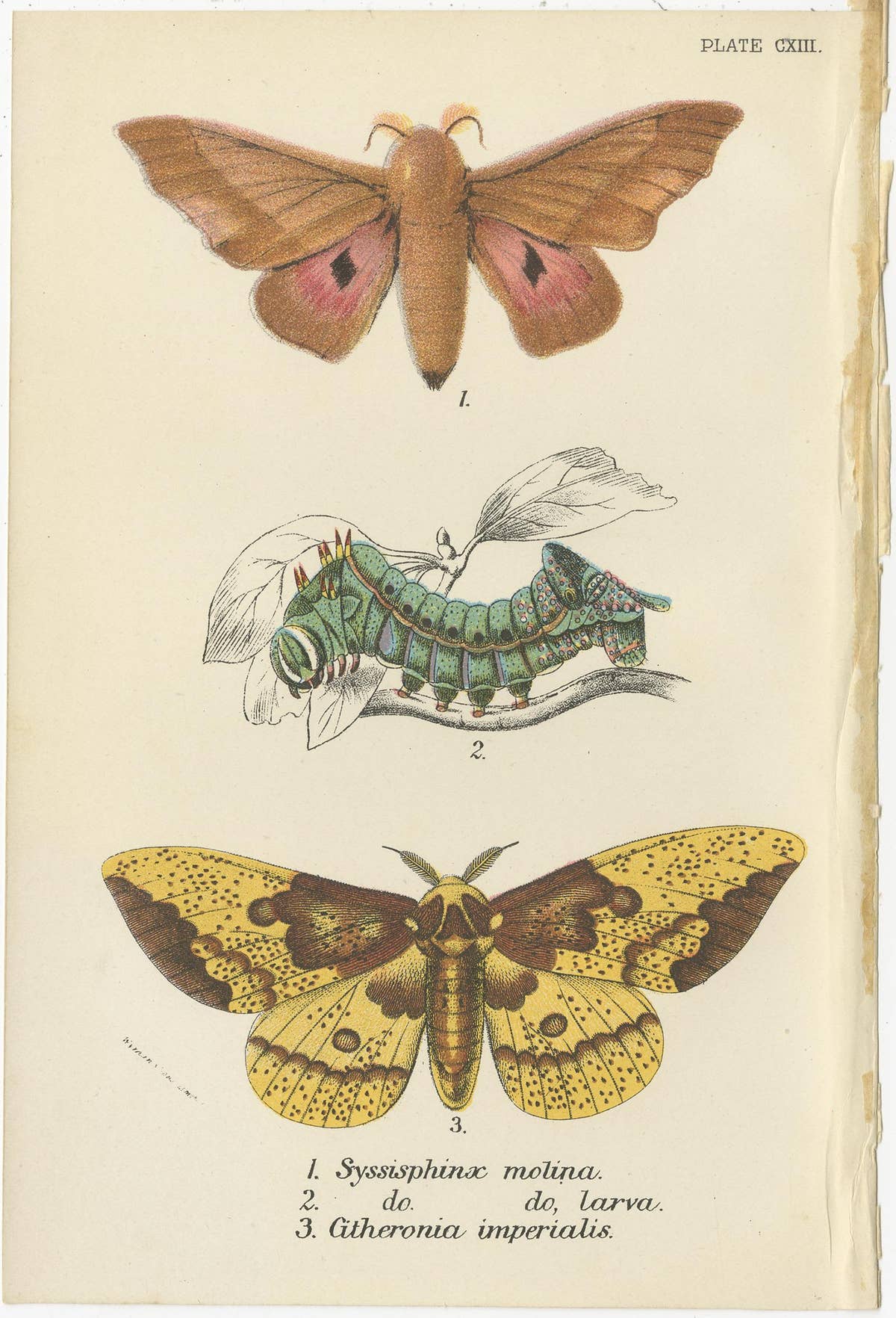 Set of 5 Antique Prints of Various Moths by Lloyd, circa 1897